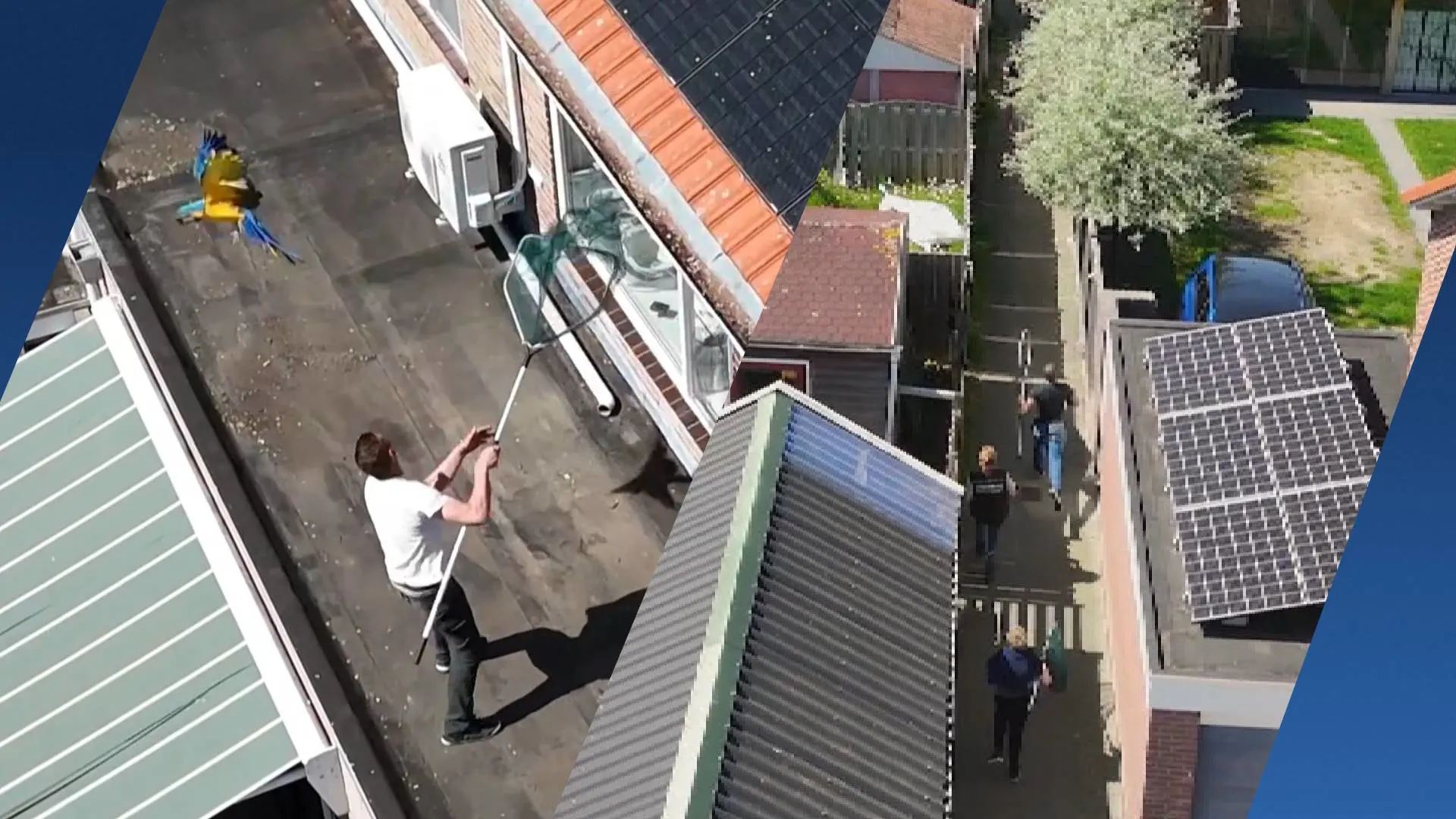 Urenlange vogeljacht in Emmeloord: ara Jip eindelijk gevangen na wilde achtervolging