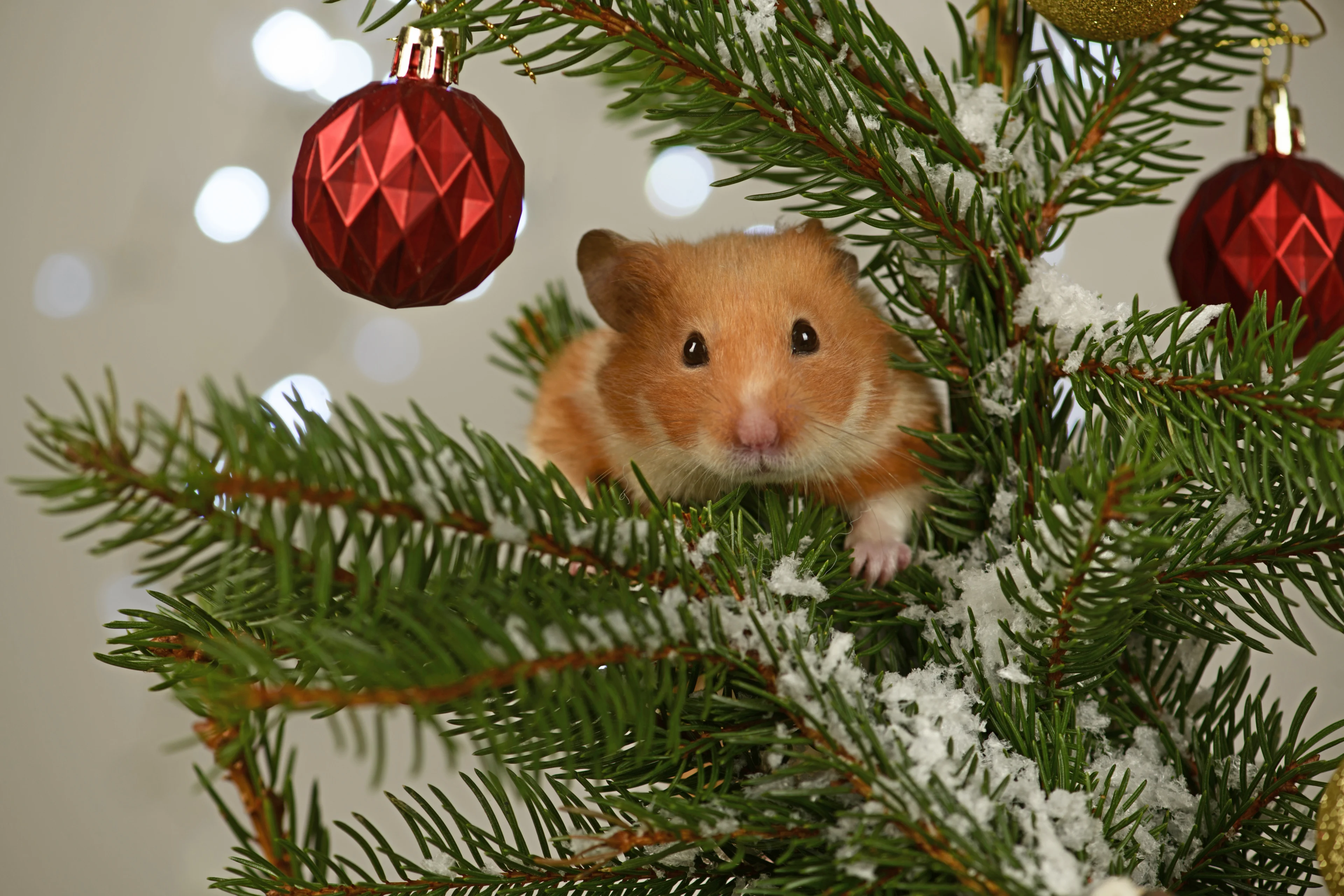 Kerstreclames steeds grootser: zo strijden merken om het ultieme kerstgevoel