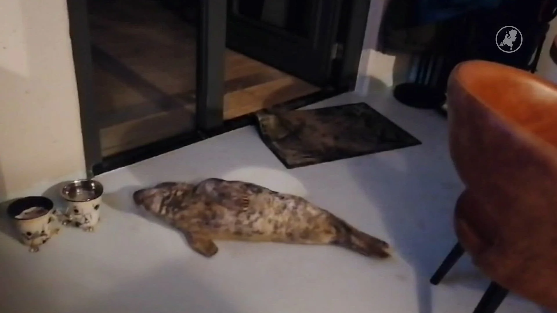 Hotelgasten vinden zeehond in kamer in Vlissingen