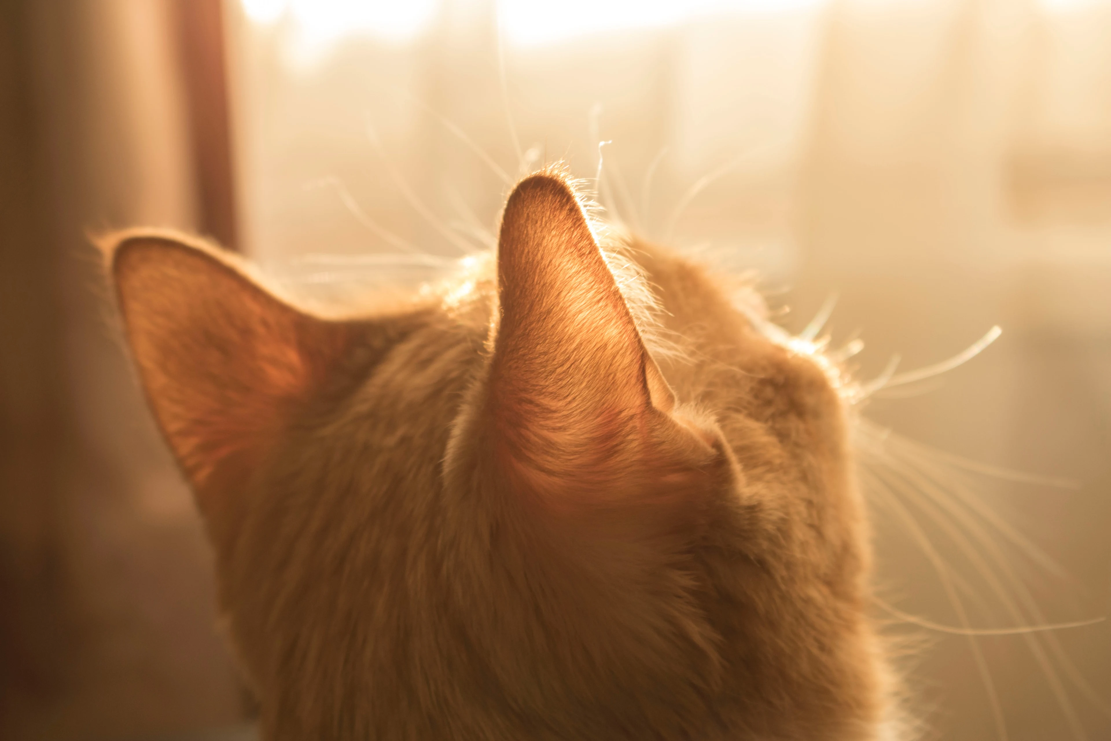 Poes Kedi overleden door twee kogels, andere kat was al eerder slachtoffer