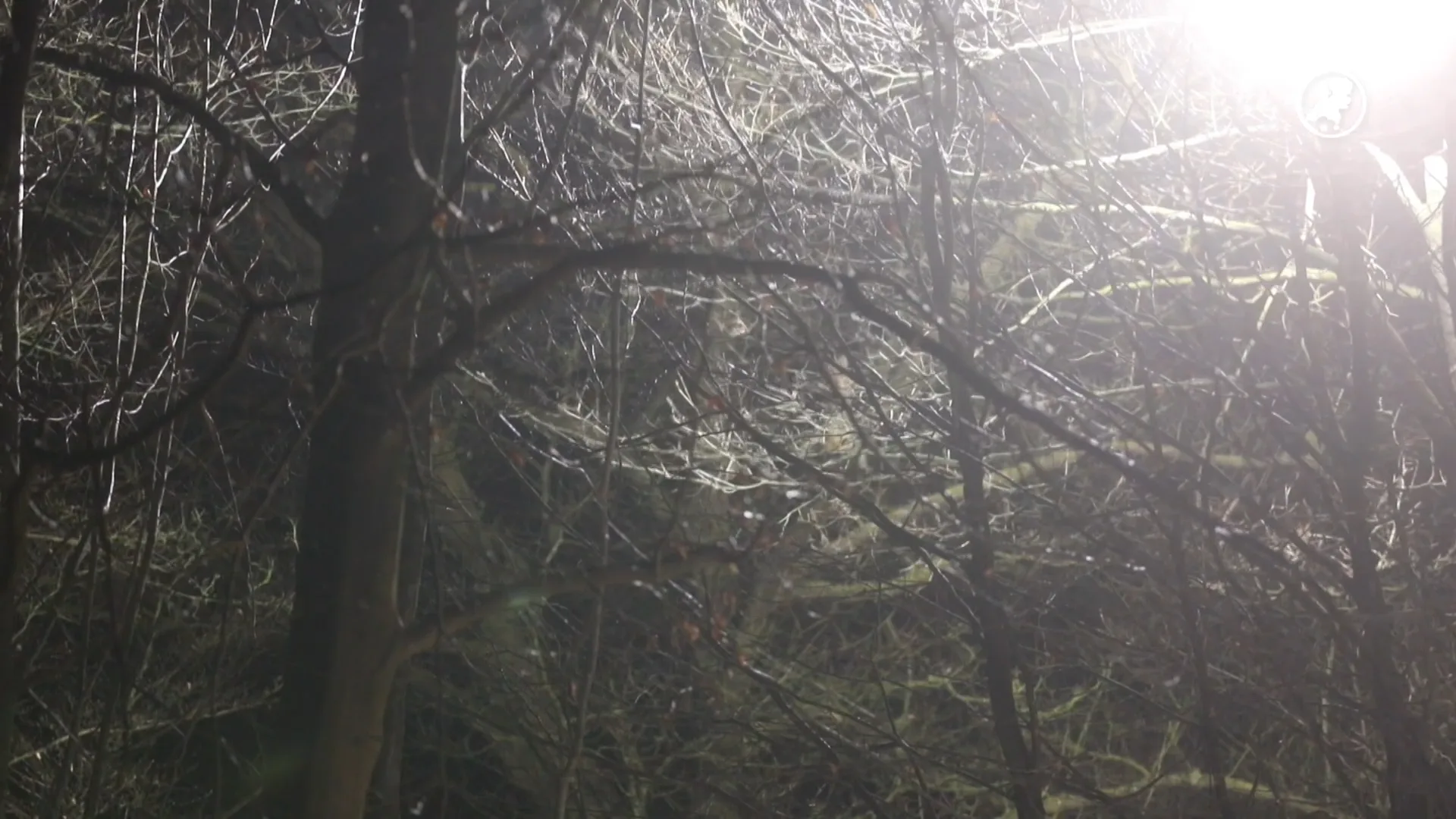 Ook derde ontsnapte berberaap weer terug in verblijf Apenheul