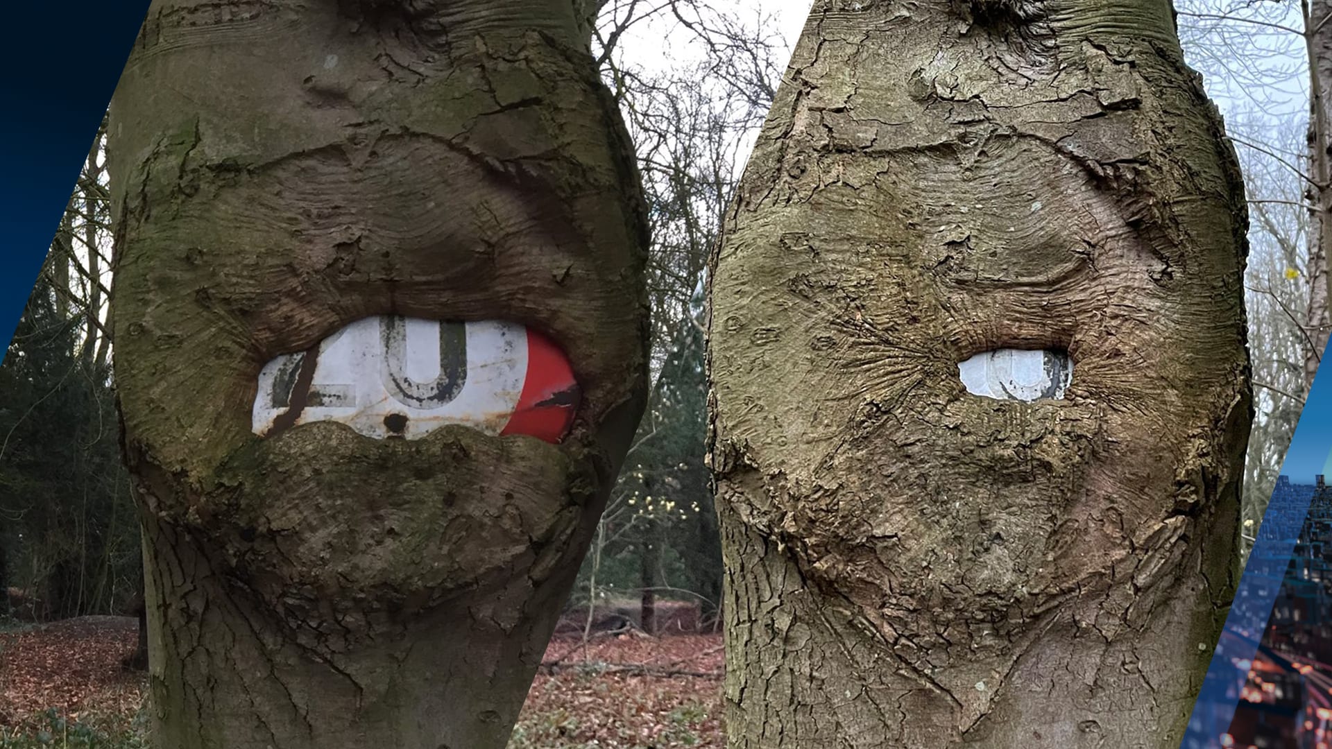 Boom verorbert verkeersbord in Wassenaar: 'Heel bijzonder om te zien'