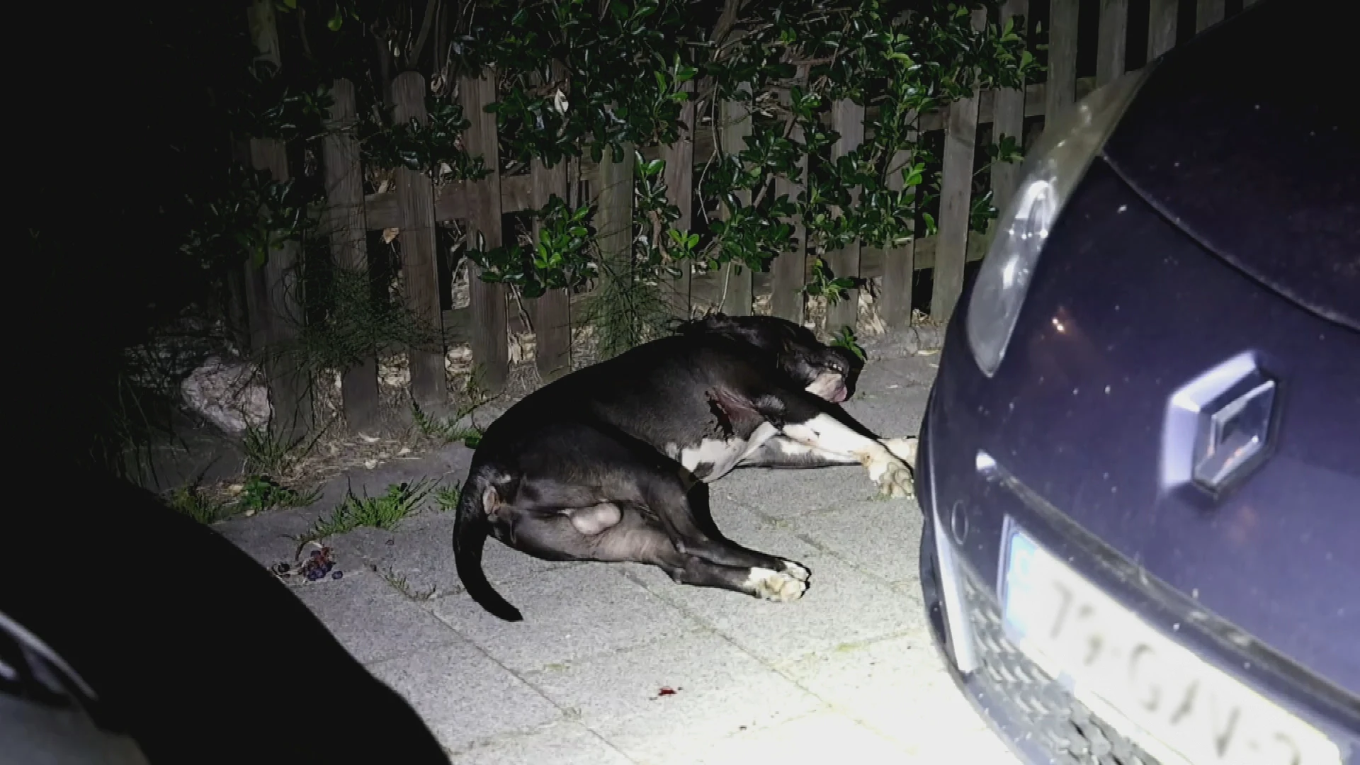 Politie schiet hond dood na aanval in Haarlem