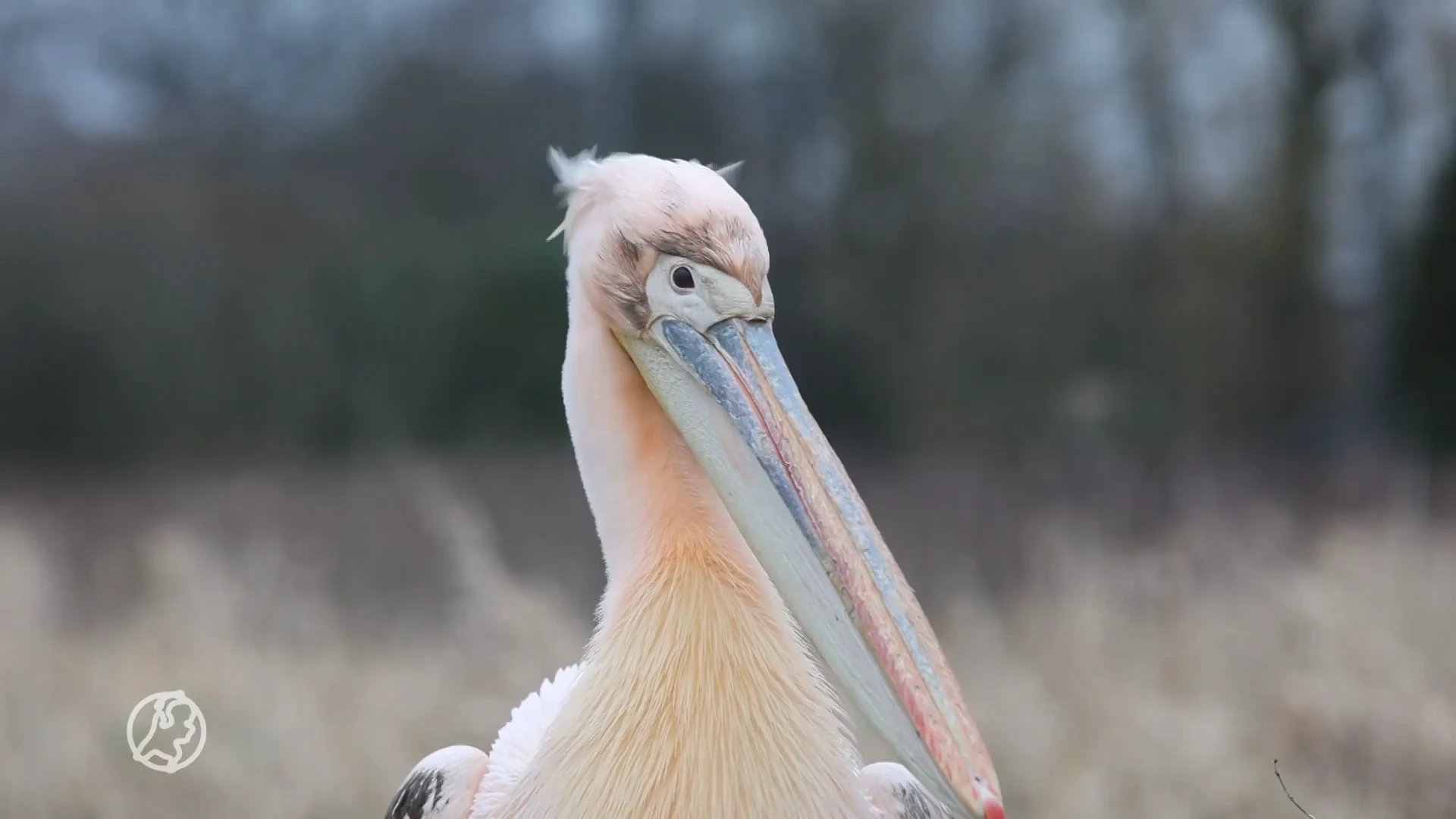 Dierenambulance zoekt rondvliegende pelikaan van onbekende eigenaar 