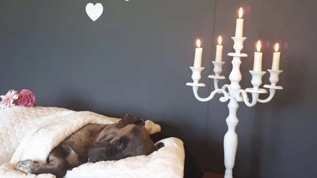 Verdronken hond met vastgebonden poten krijgt waardig afscheid