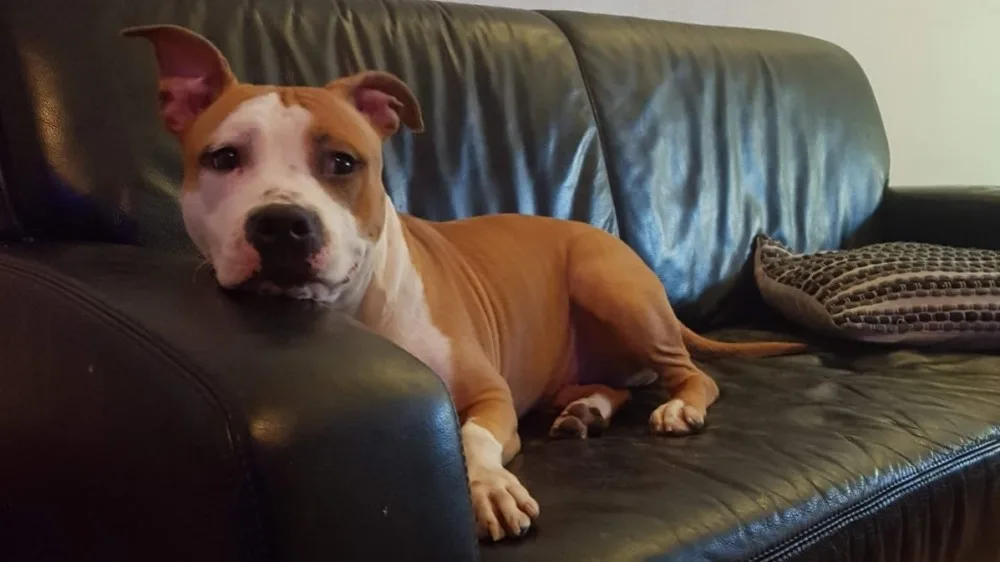 Chispa werd gestolen bij een woninginbraak, maar is nu weer veilig thuis