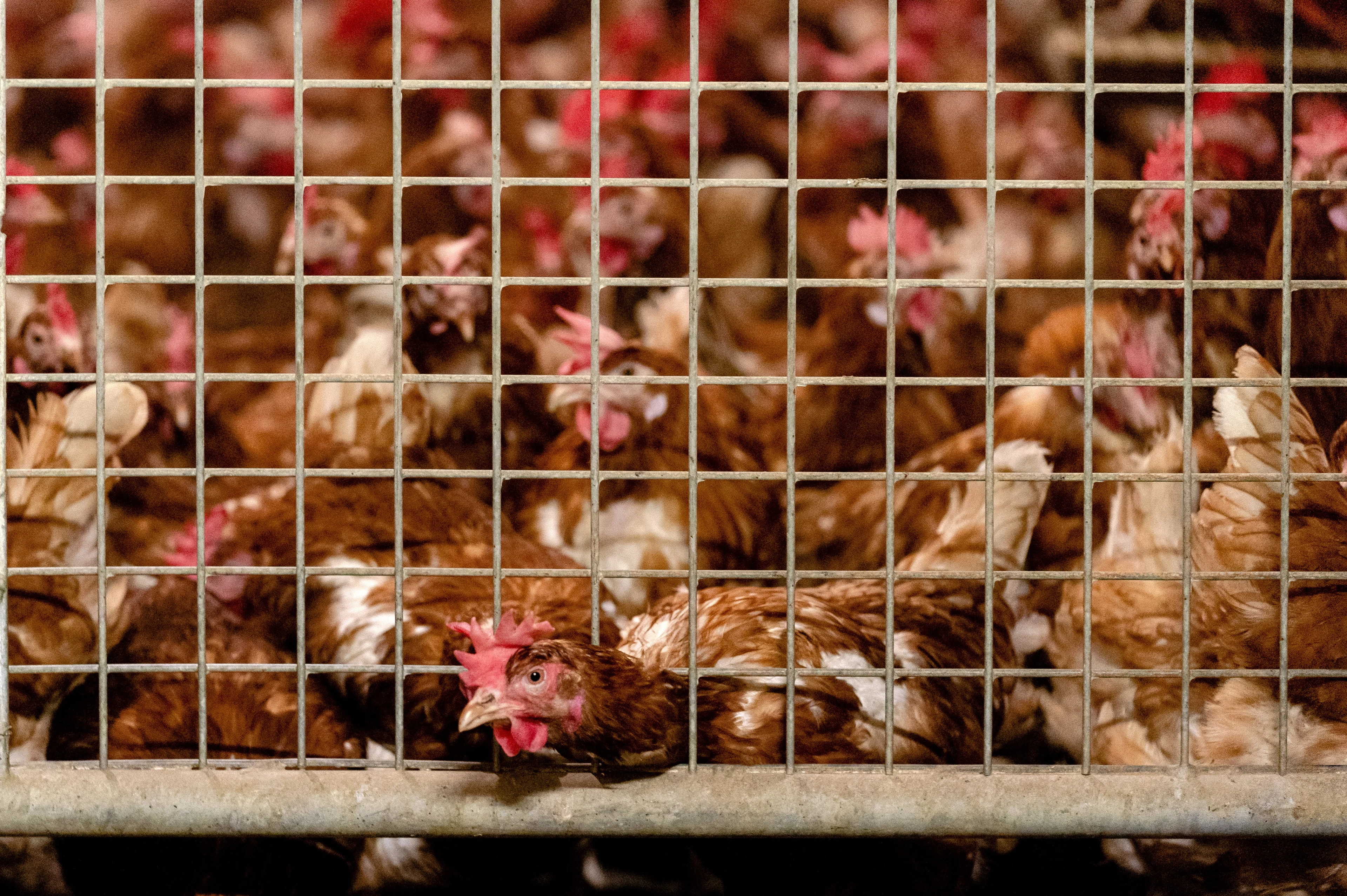 Vervoersverbod in deel Noord-Brabant om vogelgriep