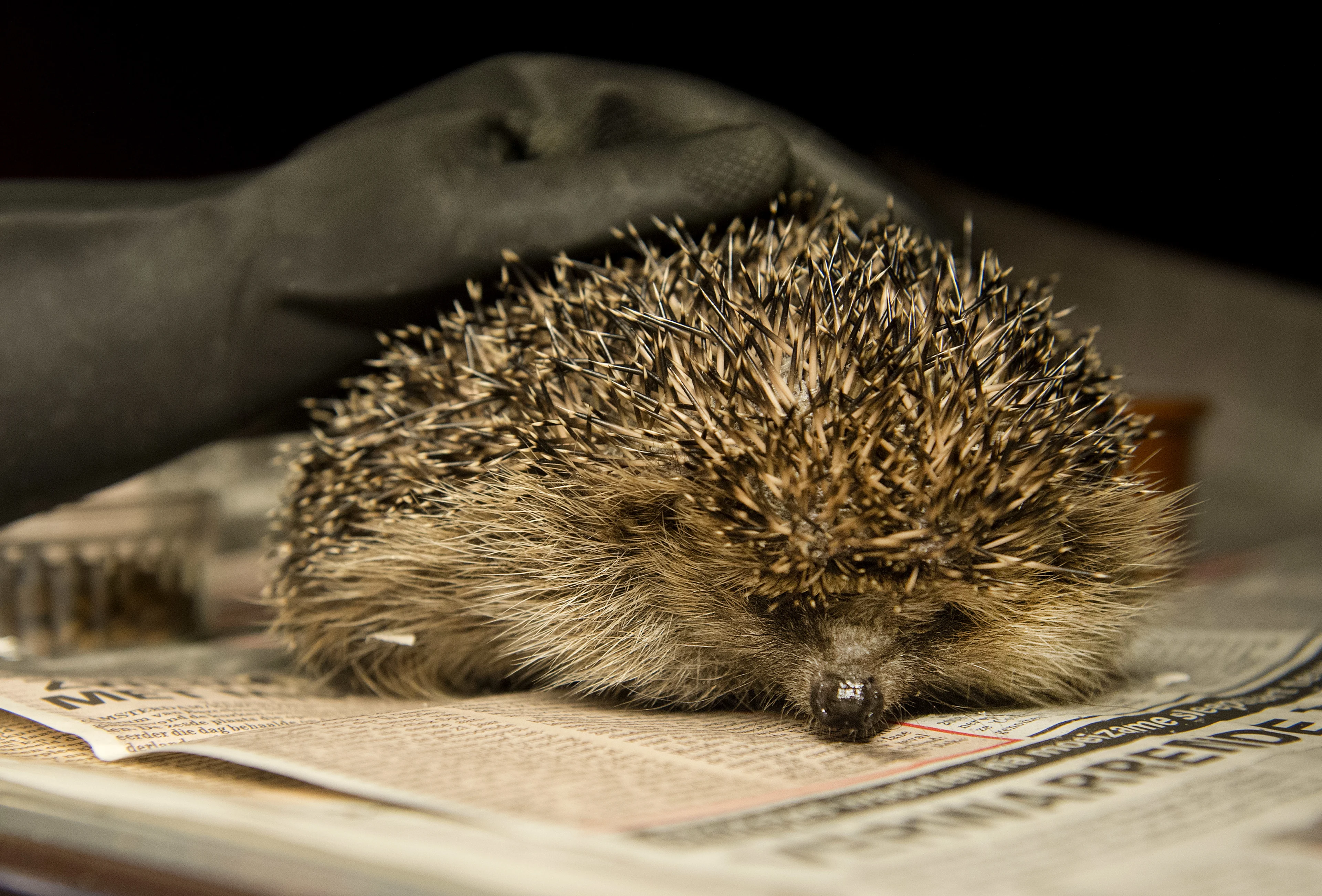 Wie vermoordt in Voorburg egels met stoeptegels? Ook meerkoeten bekogeld