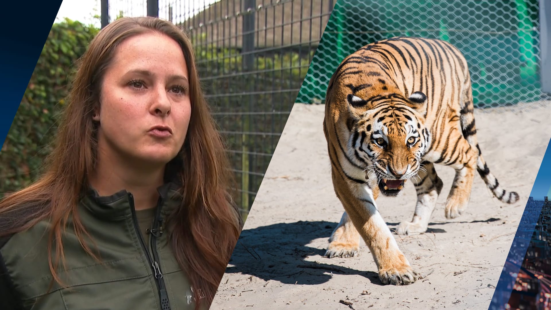 'Nederlandse' tijgers Kuma en Bohdana moeten hun soort laten opleven in Kazachstan