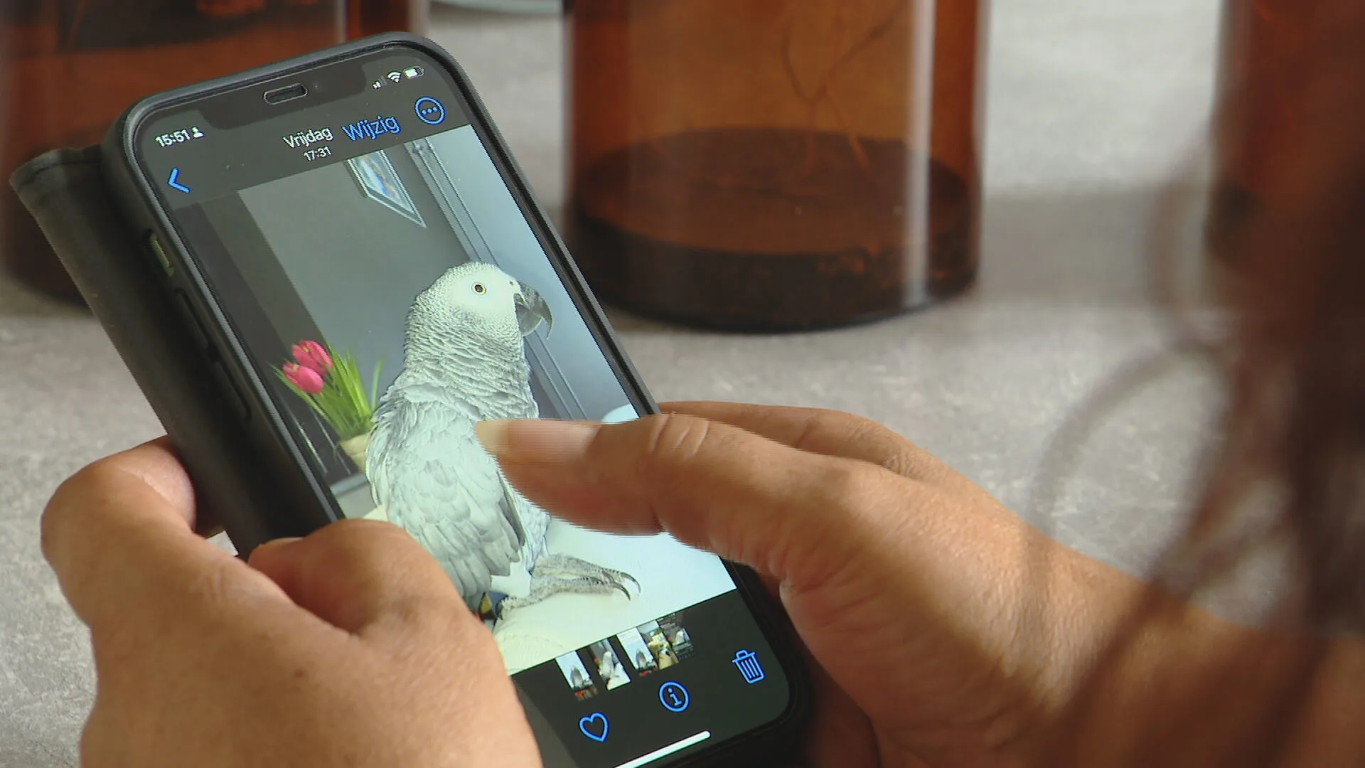 Papegaai Pino vliegt weg, familie looft 5.500 euro uit: 'Alles om haar terug te krijgen'