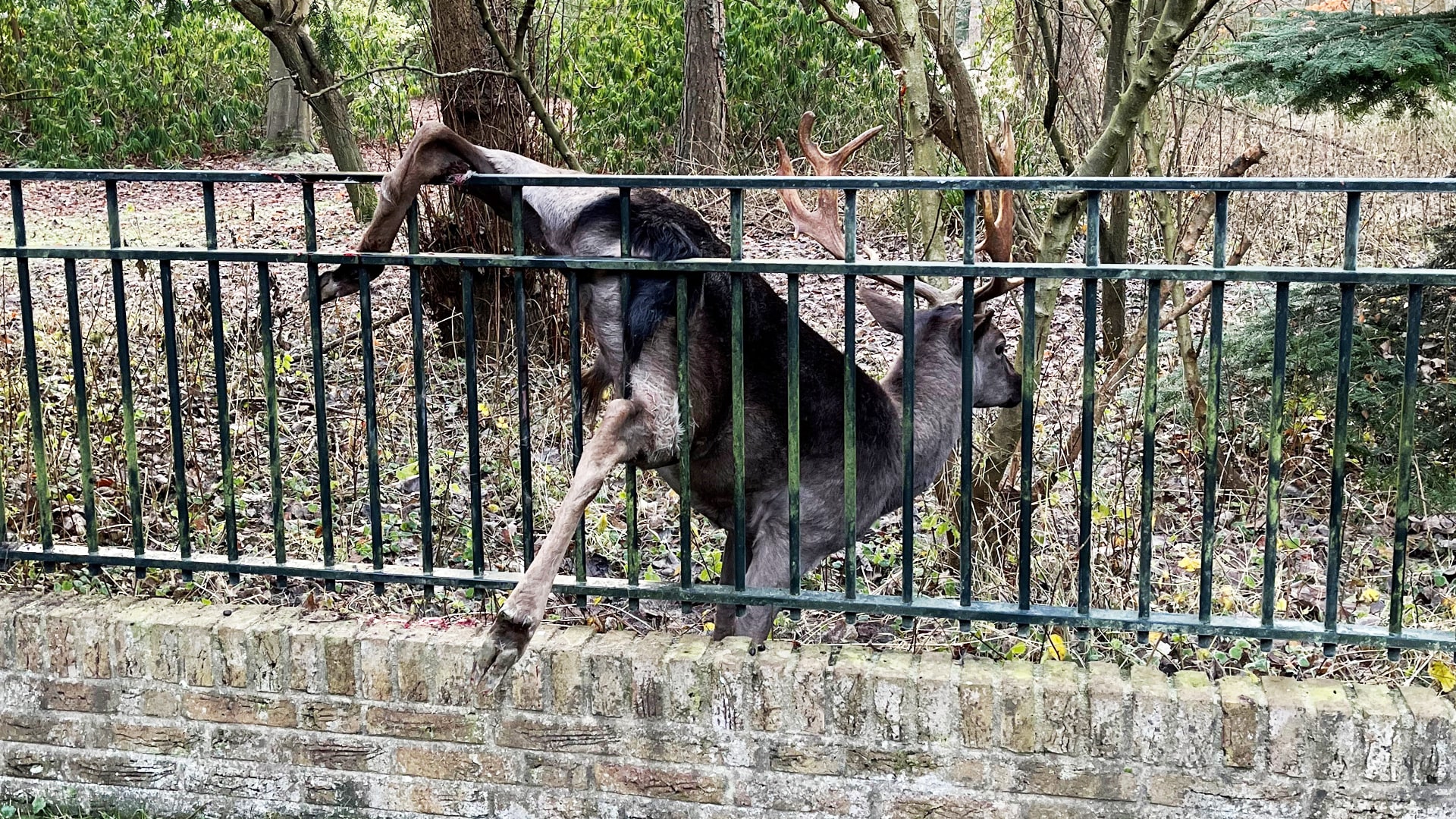 Vastzittende herten gespietst op hekwerk bij natuurgebied: 'Plak die hekken af met gaas'