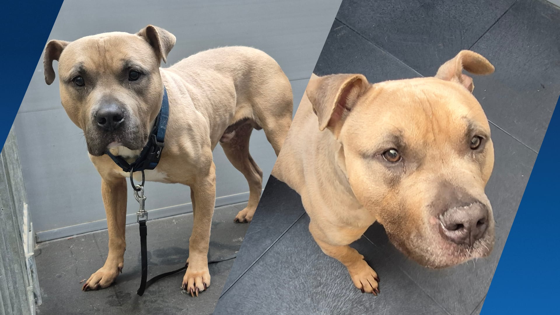 Hond Bink achtergelaten in het donker: ‘Vastgebonden en compleet in stress’