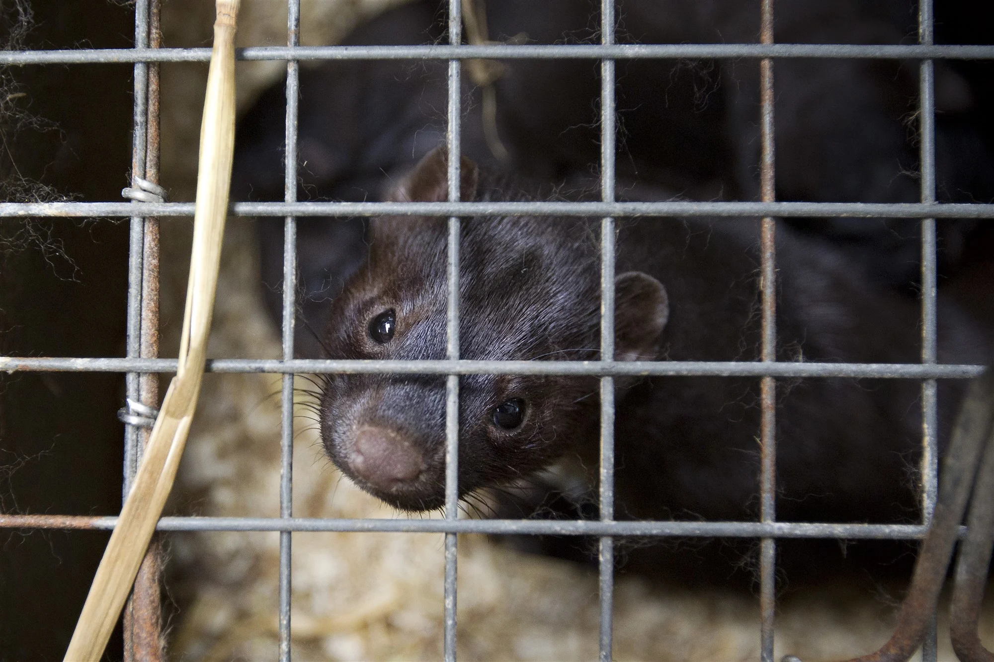 'Nertsenbedrijven overtreden coronaregels en mishandelen dieren'