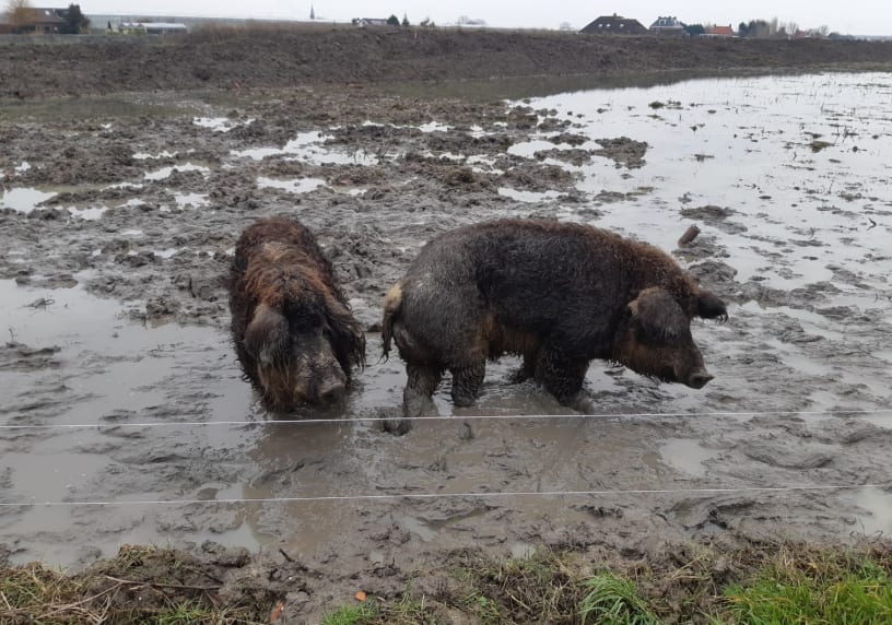 Veertien verwaarloosde wolvarkens in beslag genomen: 'Ze dronken het modderwater waar ze in rondliepen'