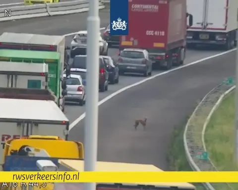 Loslopende honden veroorzaken file op A16 bij Moerdijkbrug