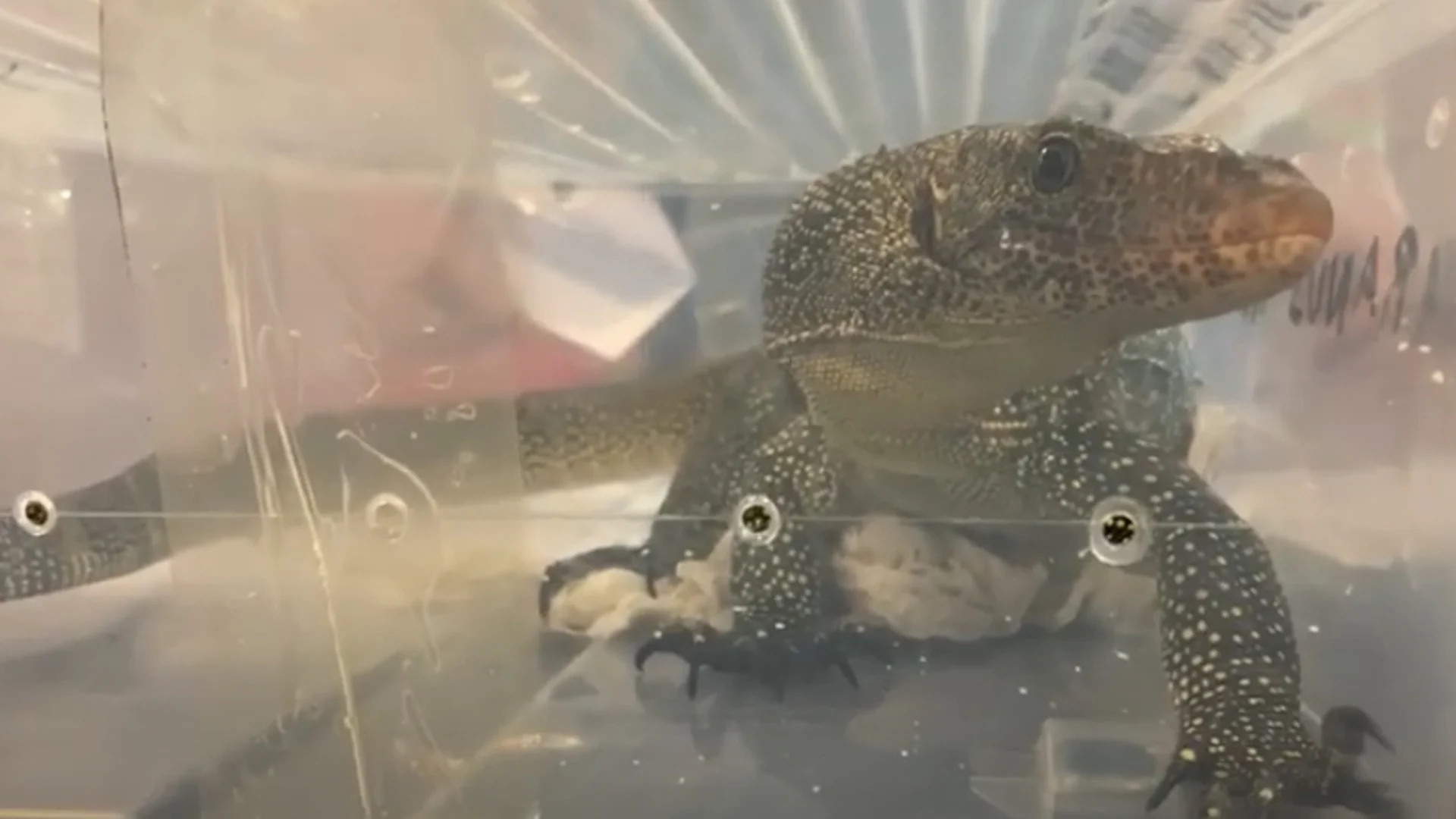 Dierenrechtenorganisaties boos om grote reptielenbeurs in Houten: 'Totaal onverantwoord'