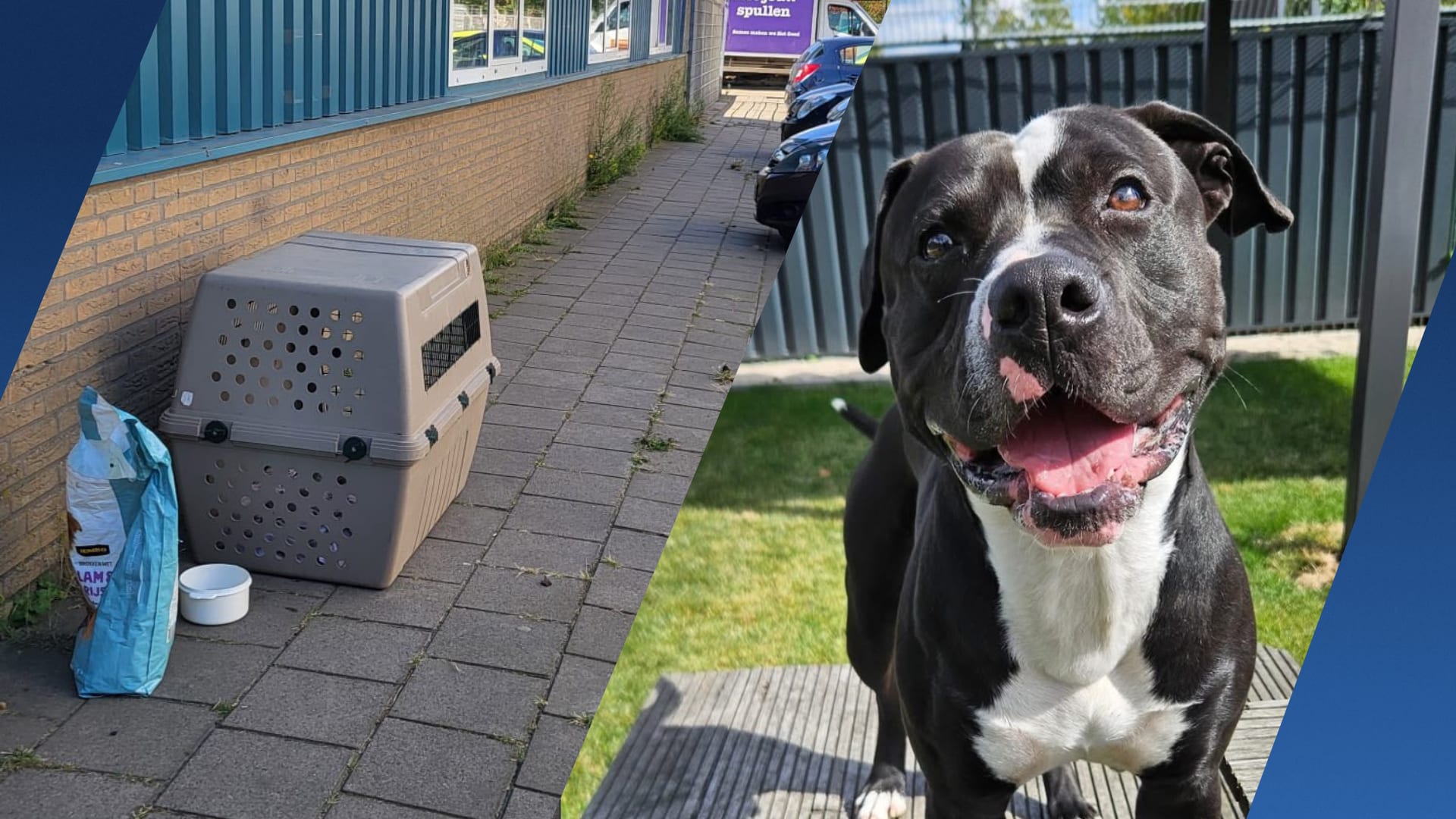 Hond Bailey in reisbench gedumpt bij kringloopwinkel Vlaardingen