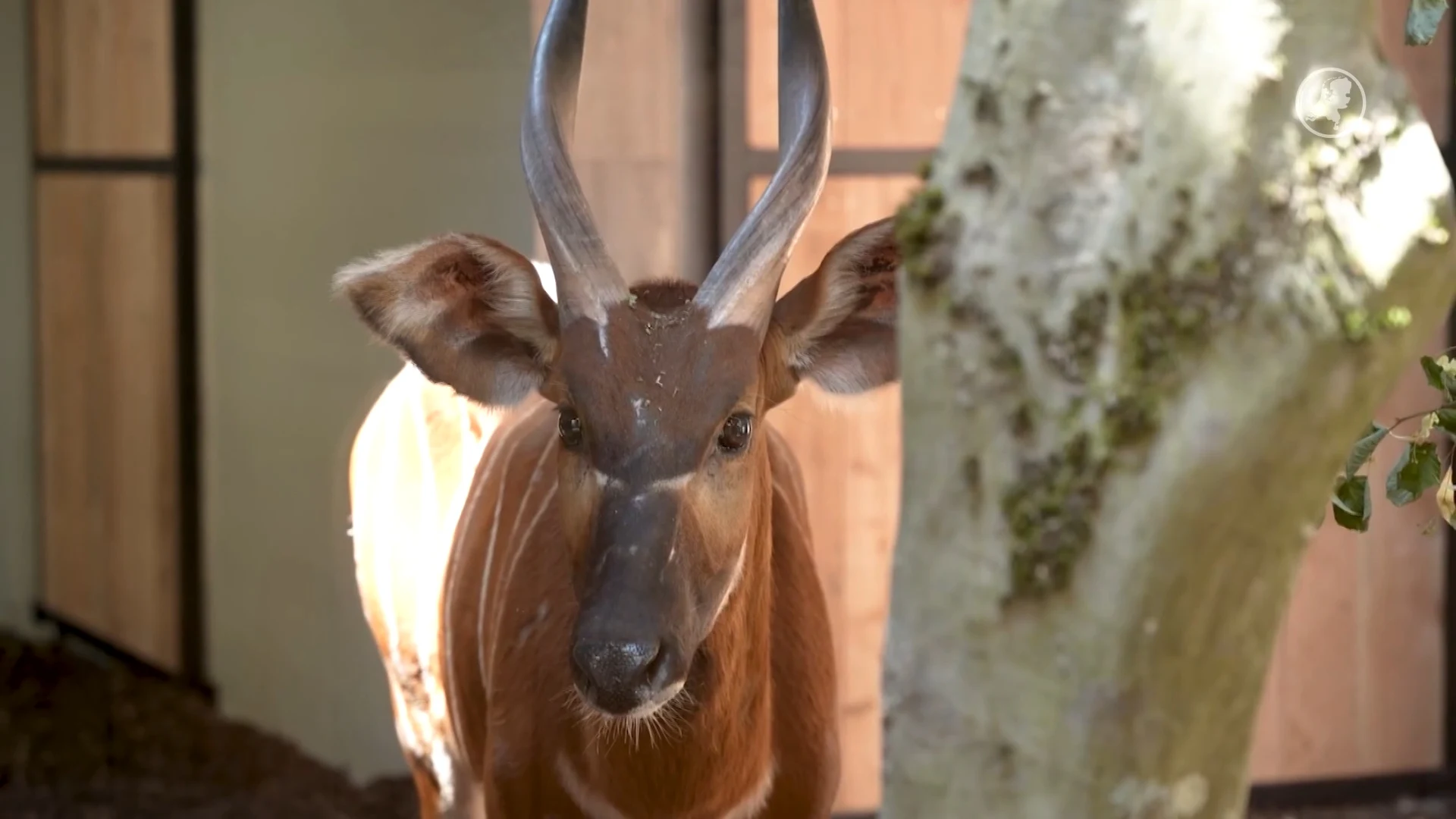 Ernstig bedreigde bergbongo's verkennen nieuw verblijf