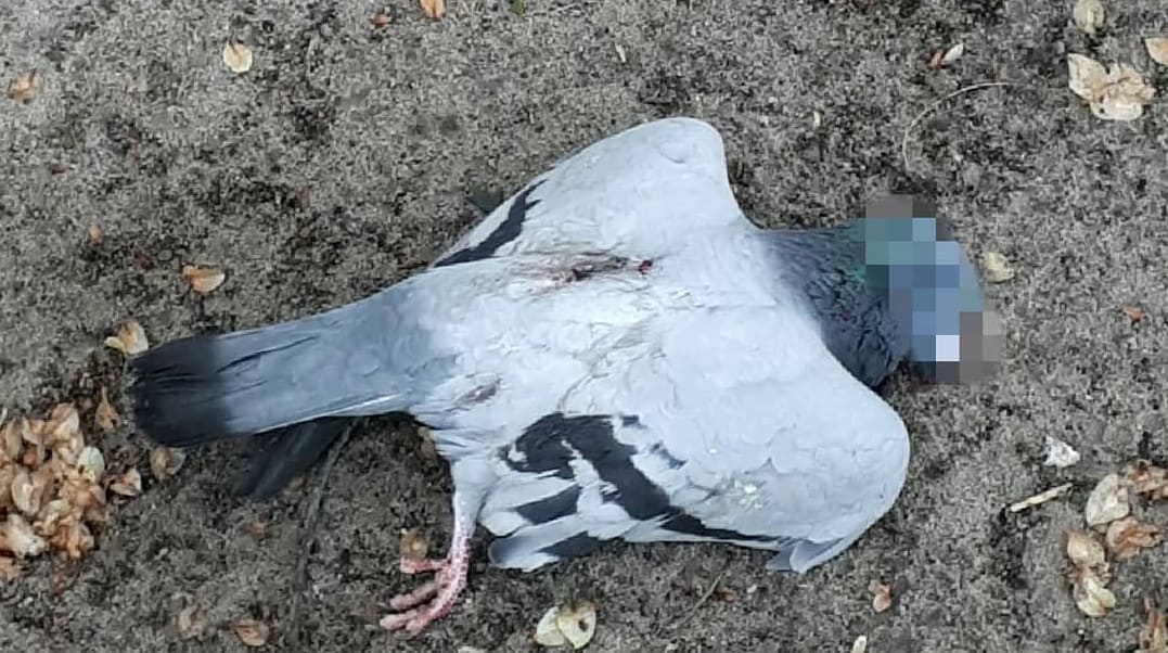 Persoon schiet vanaf balkon duiven dood: 'Wie doet nou zoiets?'