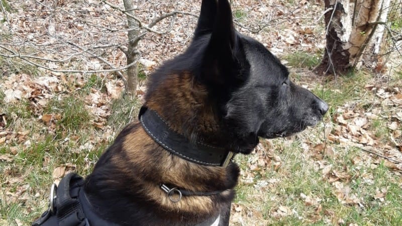 Politiehond Zorro is inbreker in de bosjes te slim af
