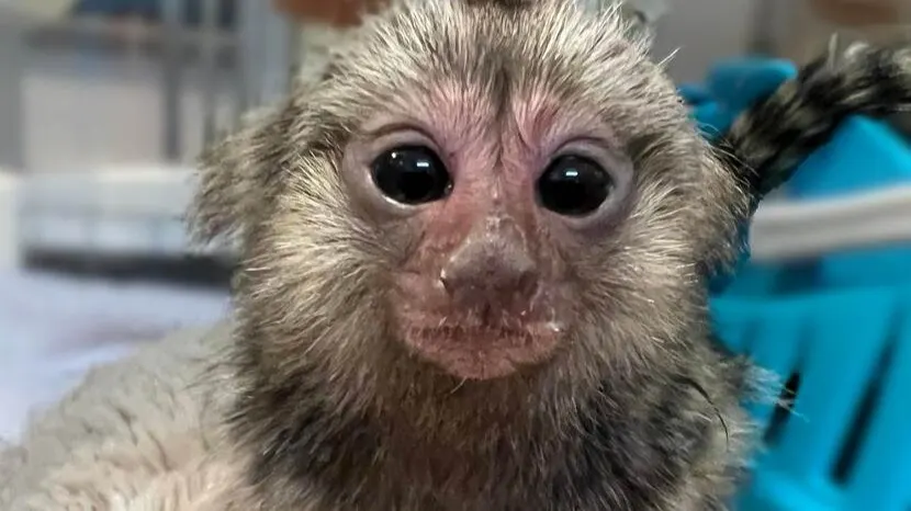 Gekko's, aapje en Bengaalse kat: NVWA stuit op tientallen beschermde dieren bij actie