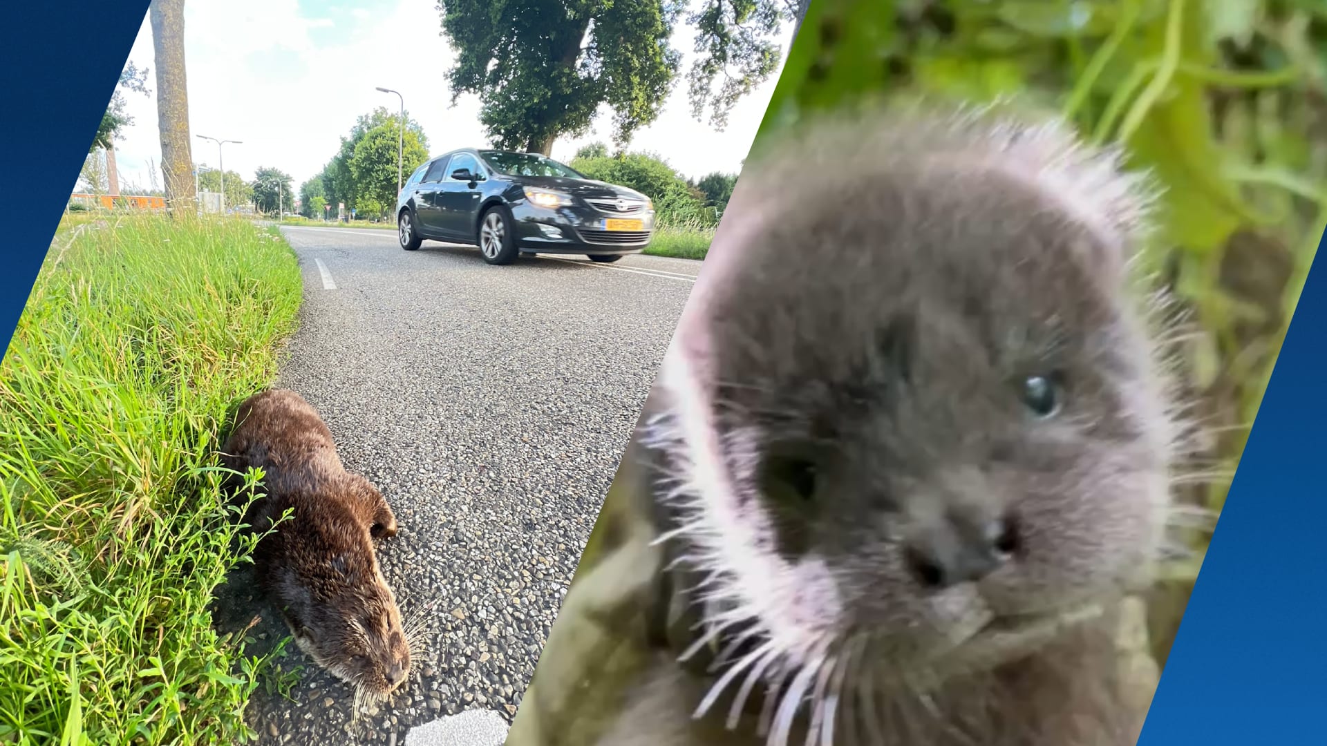 Piepjonge weesottertjes gered in Steenwijk: 'We waren echt net op tijd'