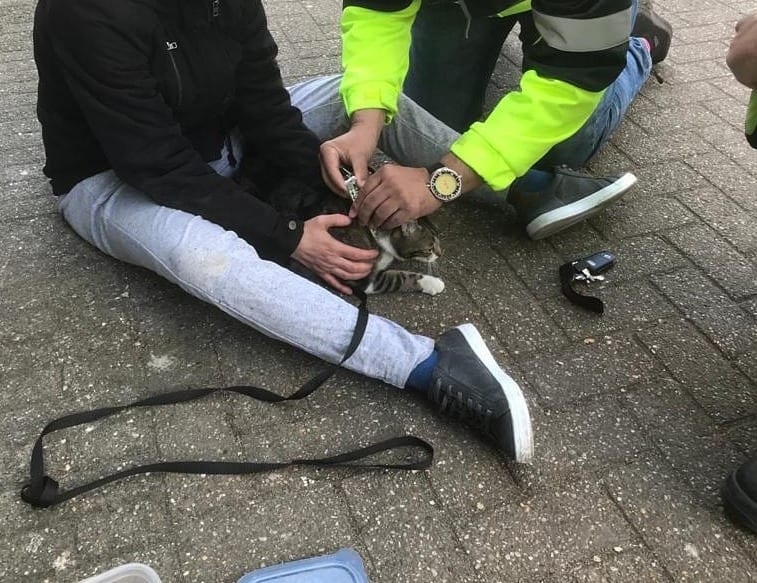 Vermiste poes Tijgertje zat week lang ingemetseld in spouwmuur