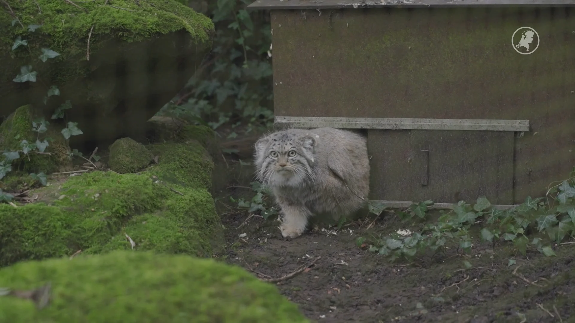 Nieuwe manoel betreedt Diergaarde Blijdorp