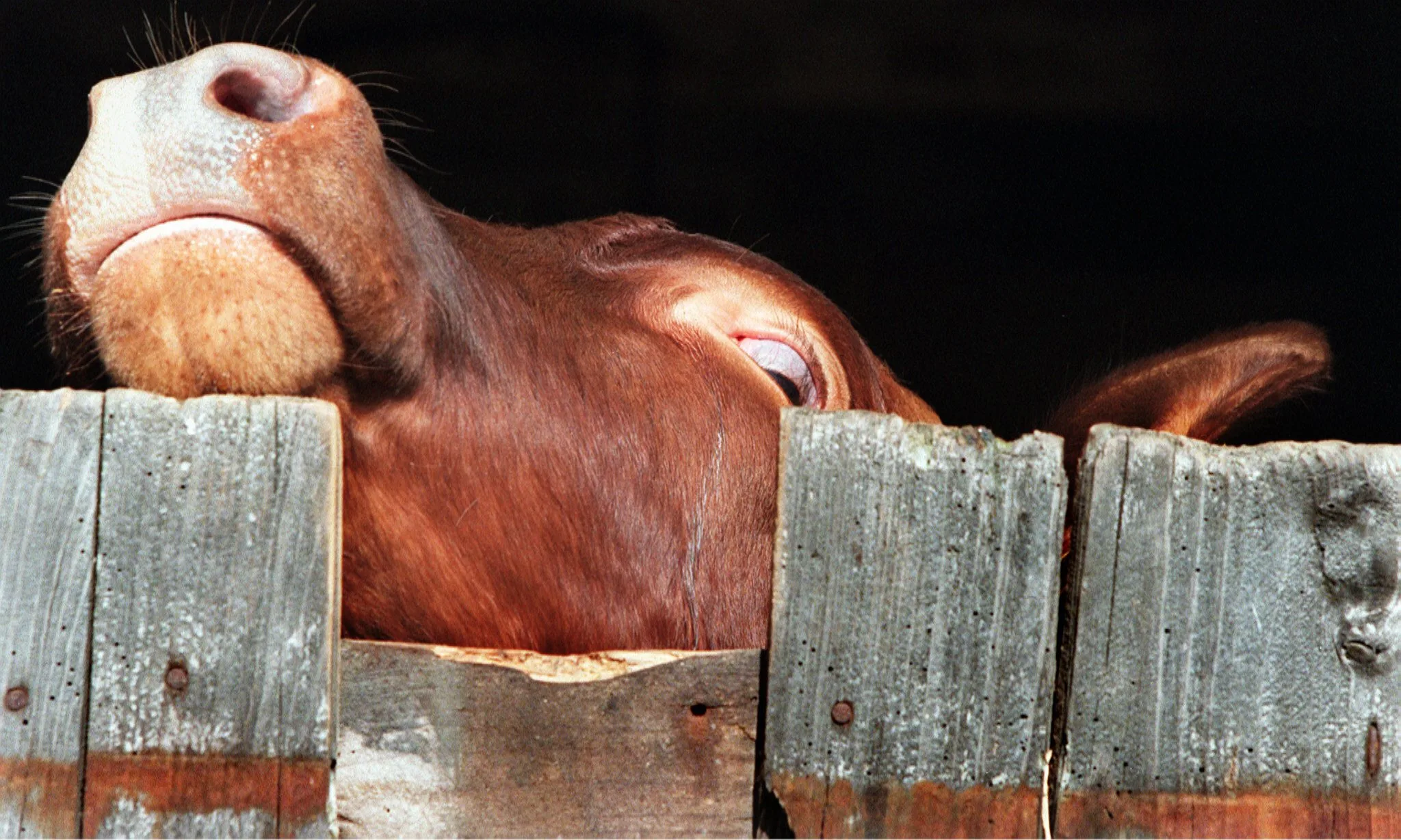 Gekkekoeienziekte aangetroffen op Zuid-Hollands boerenbedrijf