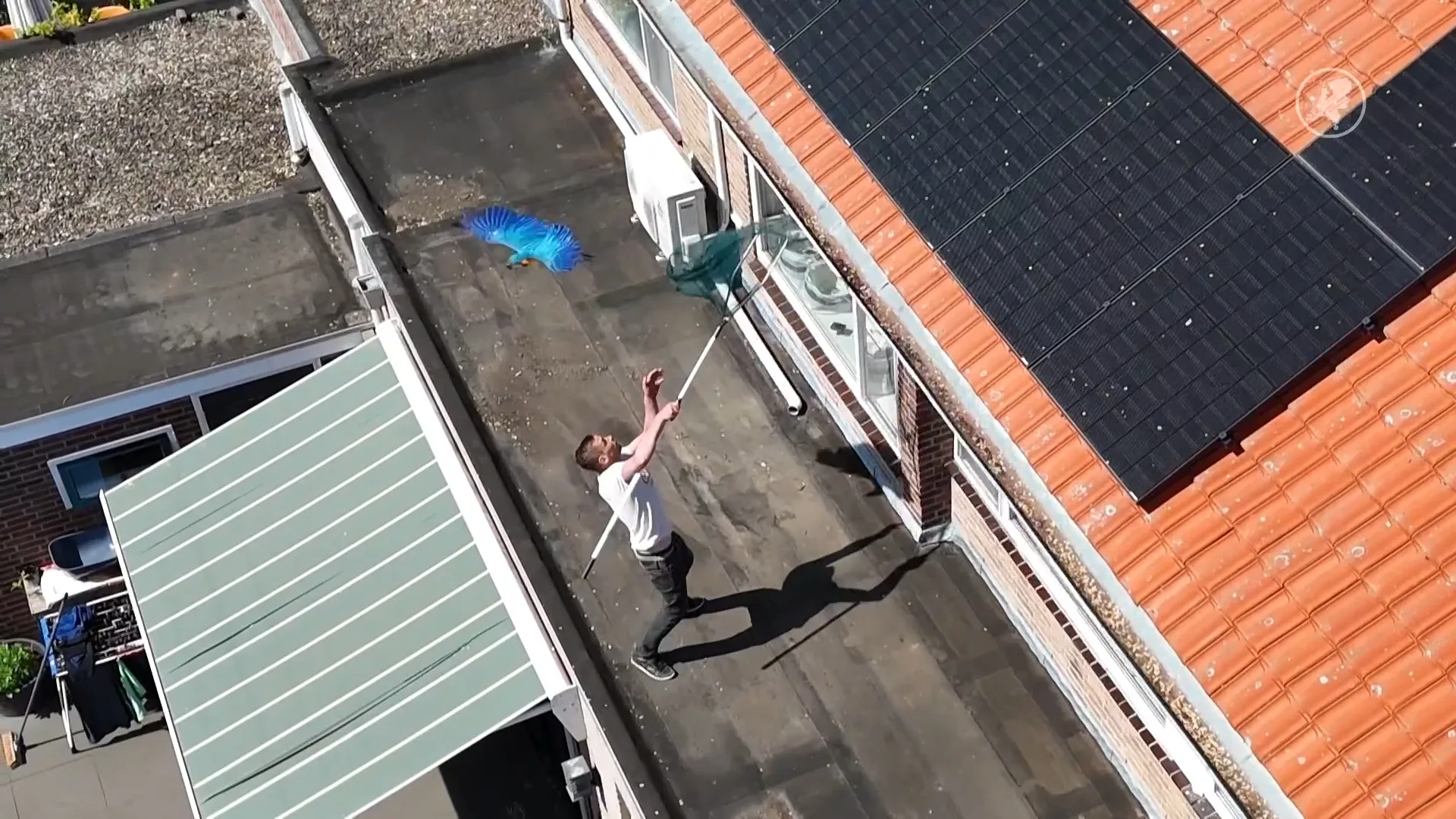 Urenlange vogeljacht: ara Jip eindelijk gevangen na wilde achtervolging