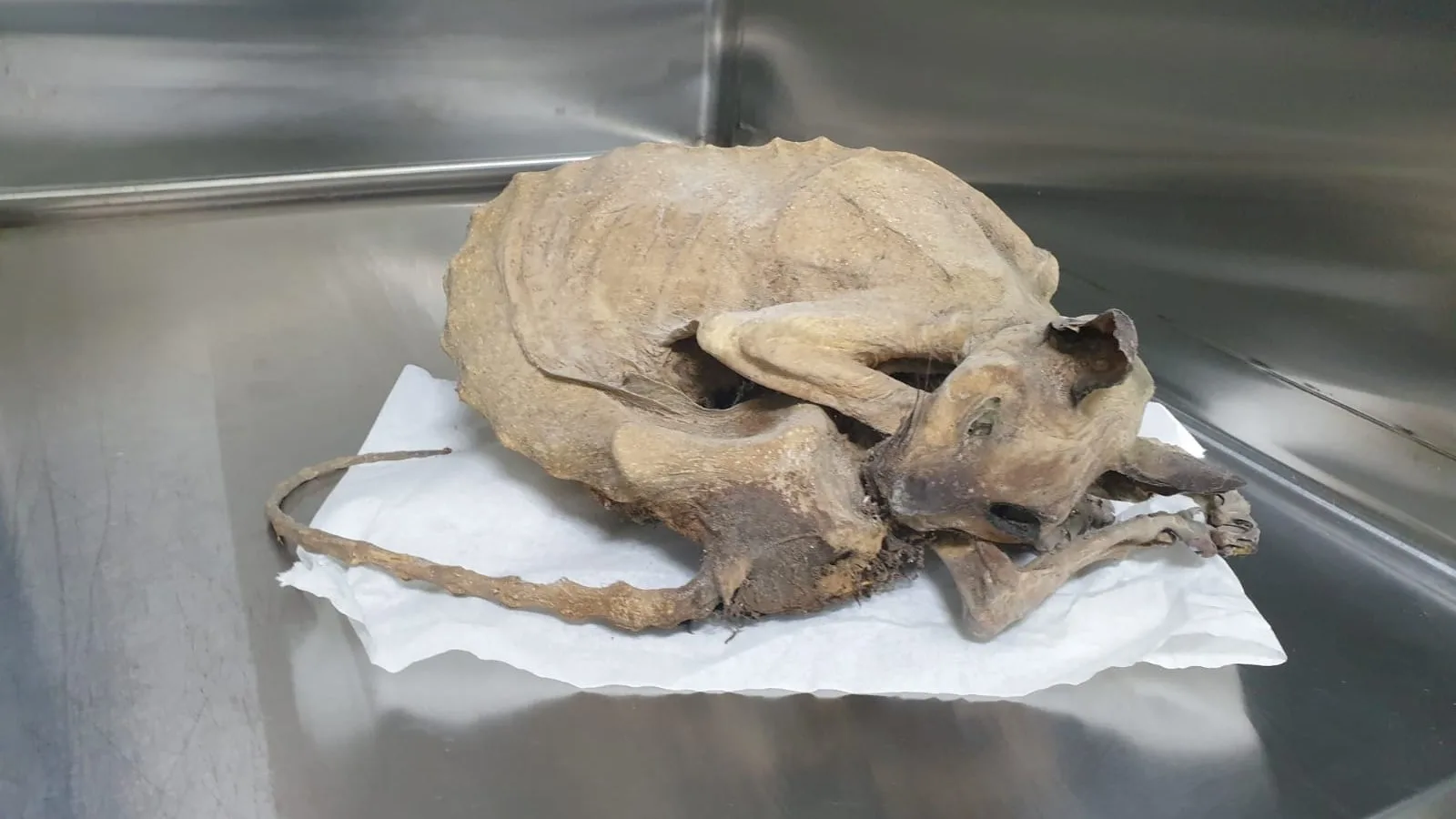 Boefje gemummificeerd gevonden in monumentaal pand in Utrecht