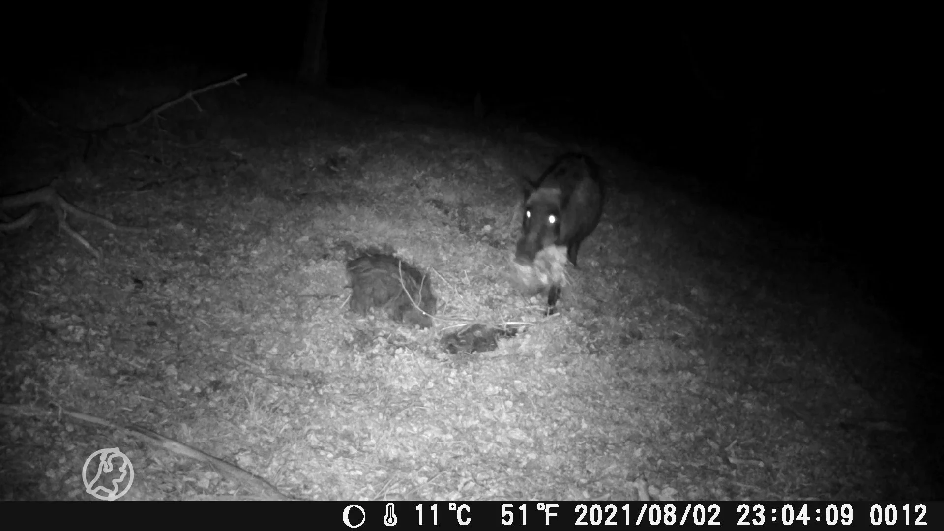 Zwijnenfamilie op de Veluwe komt samen om te rouwen om dood jong