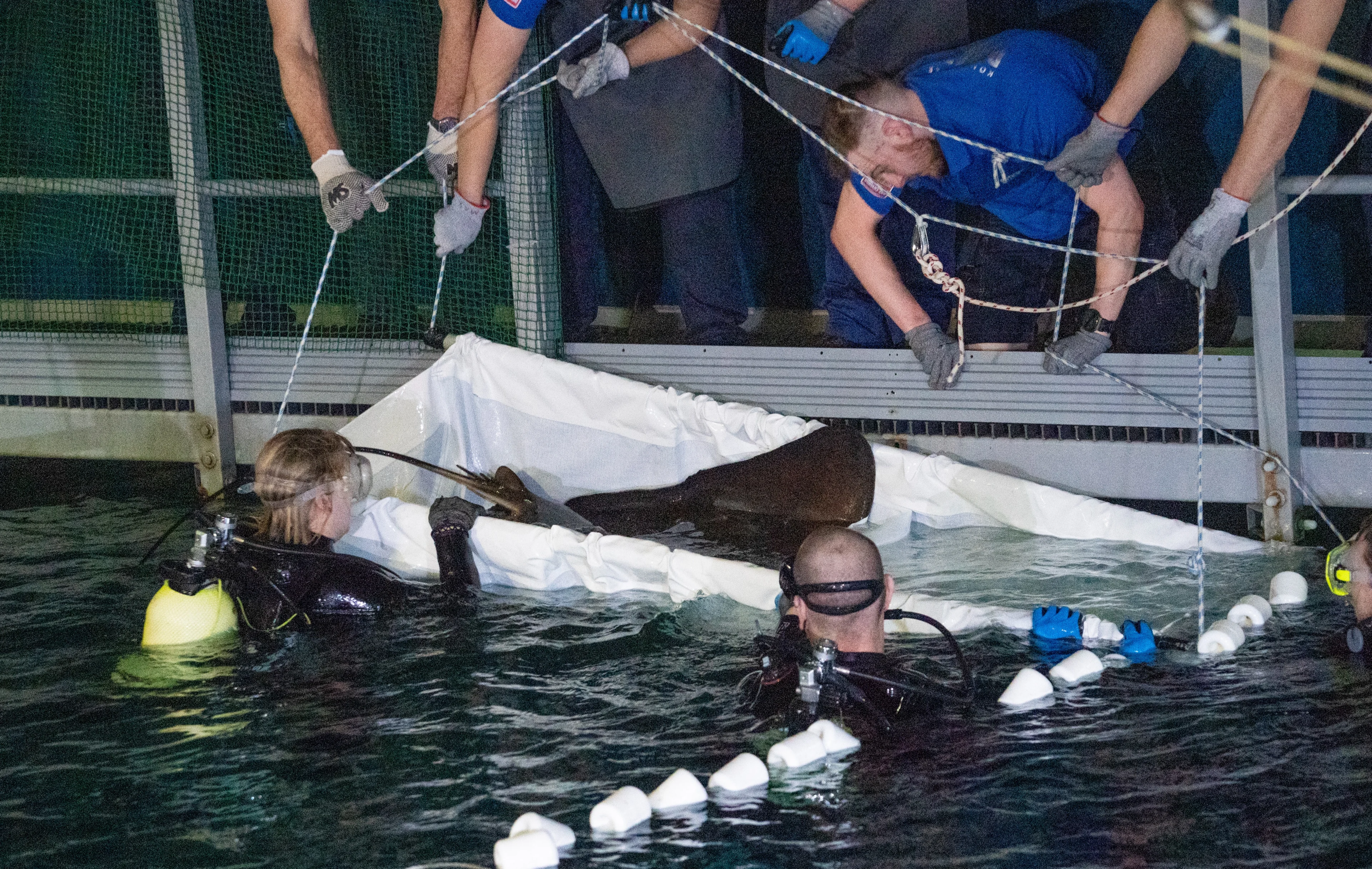 Bijzondere adelaarsrog verhuist van Burgers' Zoo naar Frans aquarium