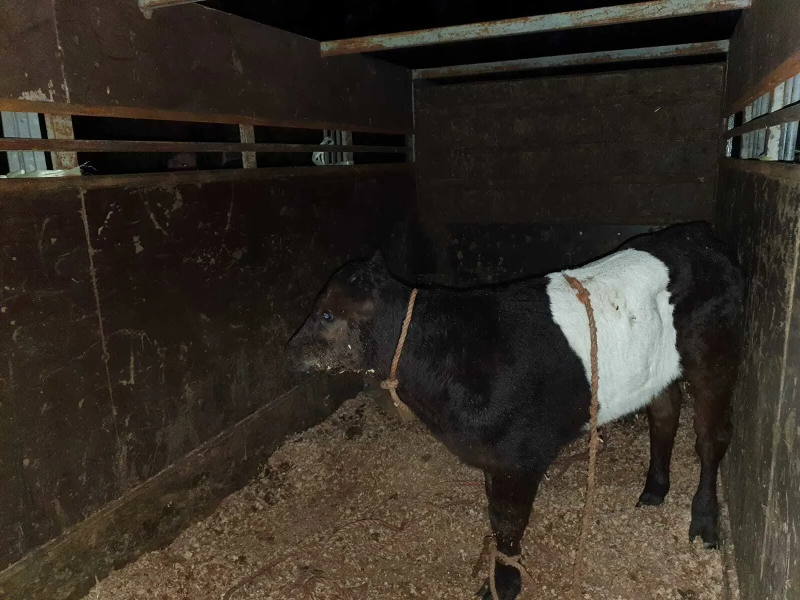 Hulshorst haalt opgelucht adem: moederkoe en verdwenen kalfje weer herenigd