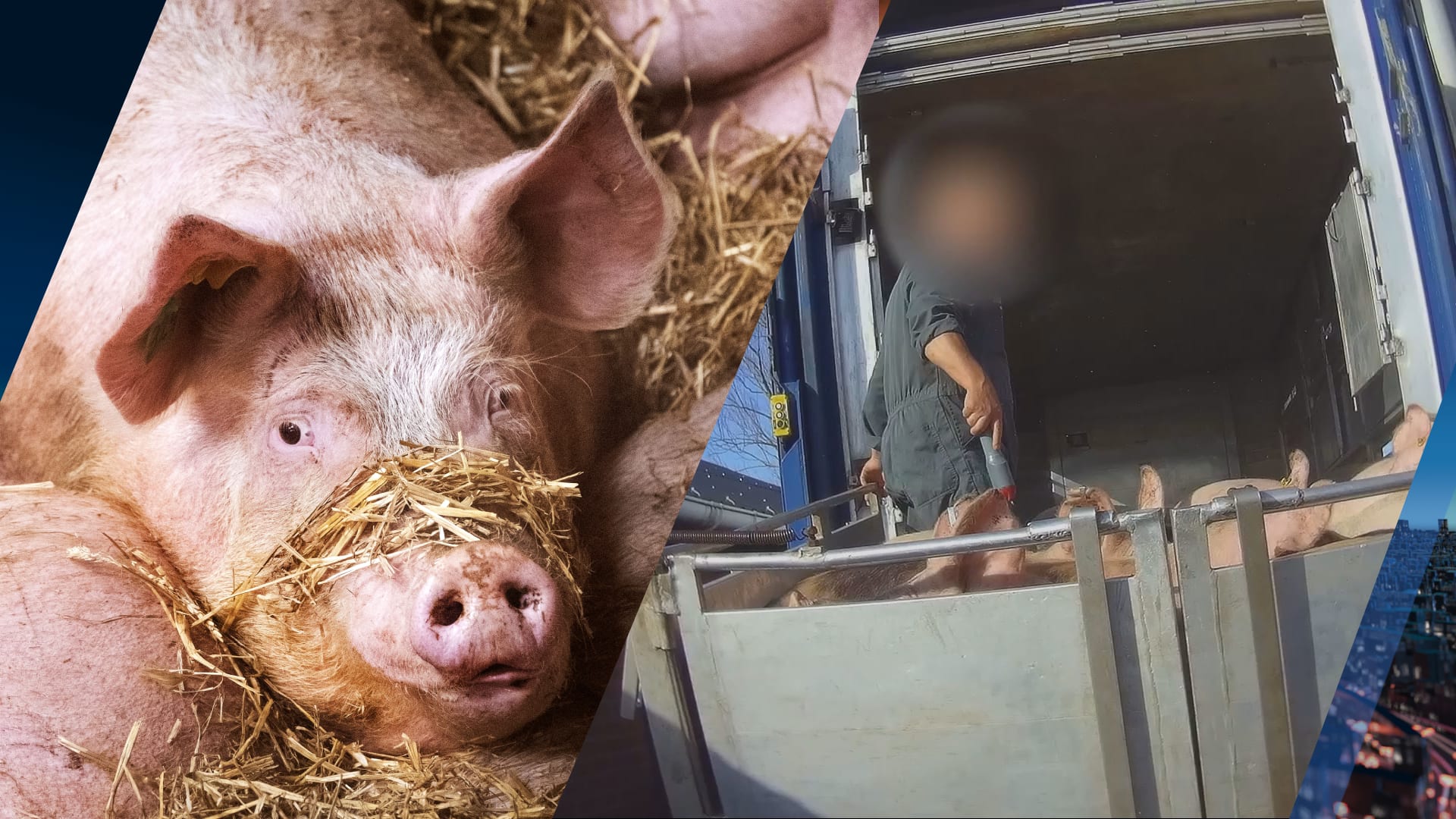 'Gebruik taser in veesector wordt vanaf volgend jaar verboden'