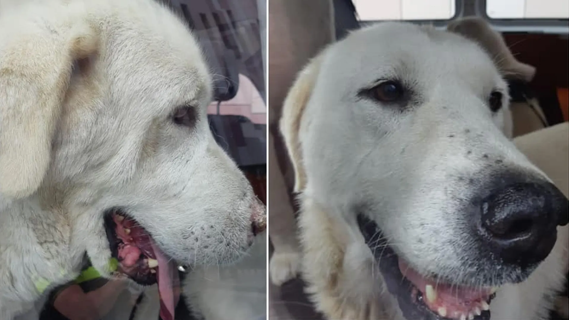 Ontsnapte Turkse herders terroriseren Bergen op Zoom, politie grijpt in