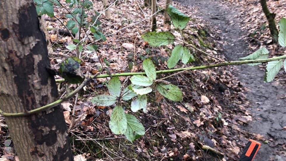 Vandalen versperren mountainbikeroute Landgraaf met doornstruiken