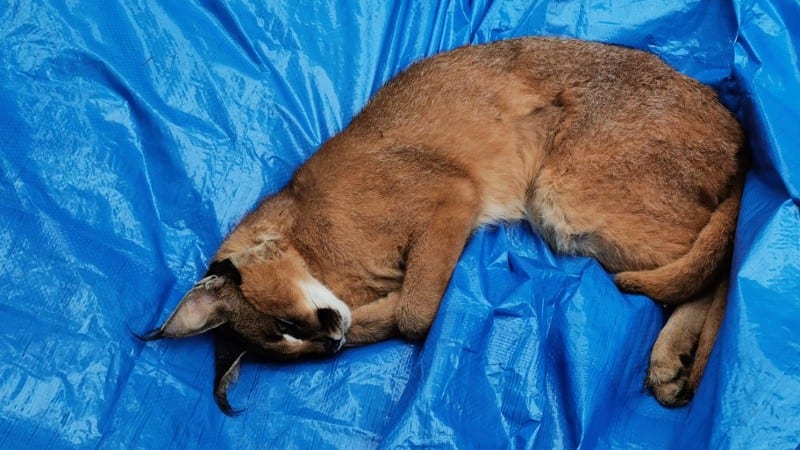 Rotterdammer (24) aangehouden voor illegaal bezit gevaarlijke caracal en kaaiman