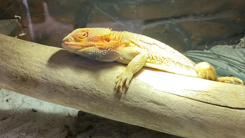 Dierenpolitie onderschept pakketje met daarin reptiel