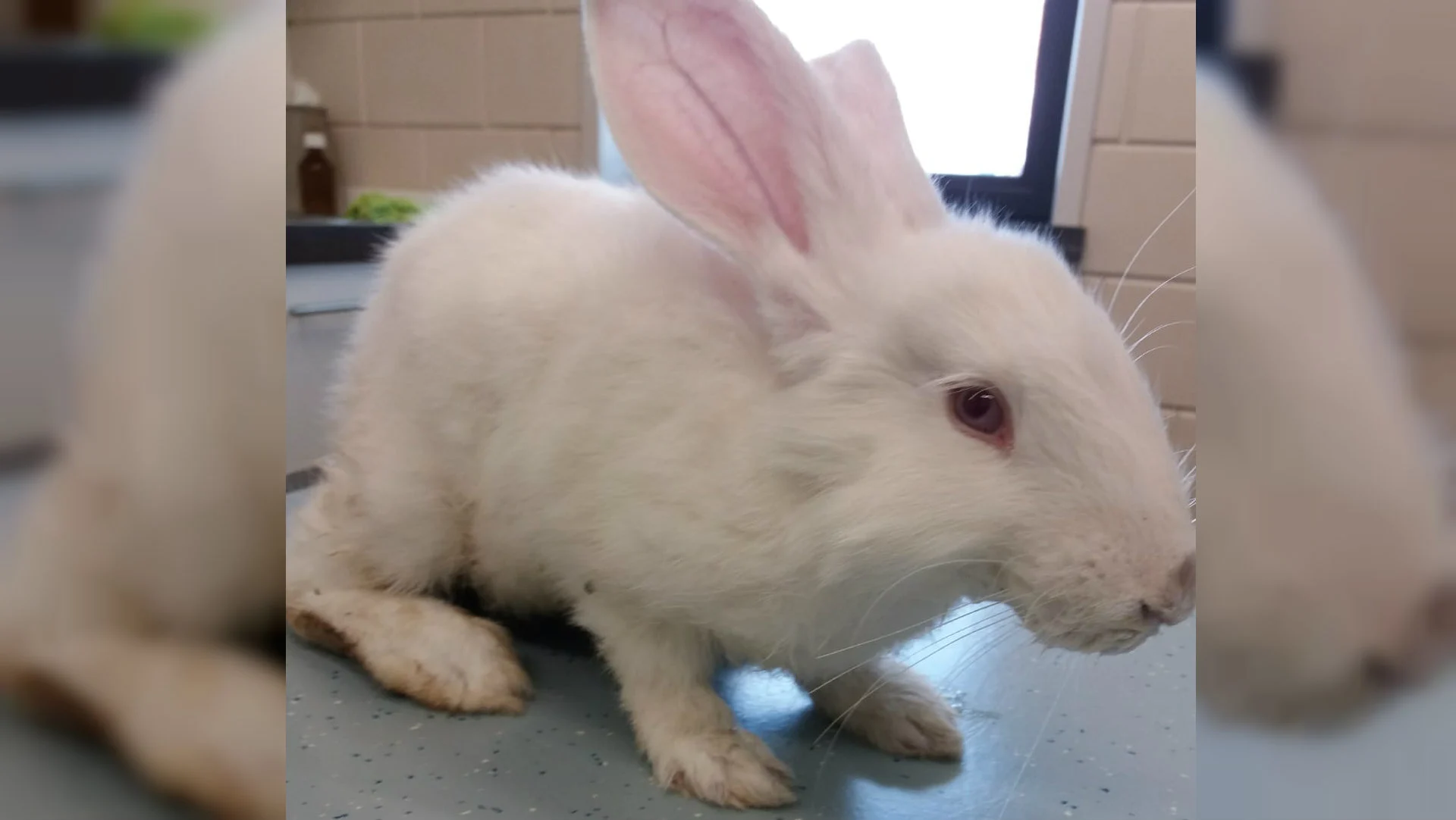 Konijntje gedumpt in glasbak Koewacht: 'Dieren zijn geen wegwerpartikelen!'