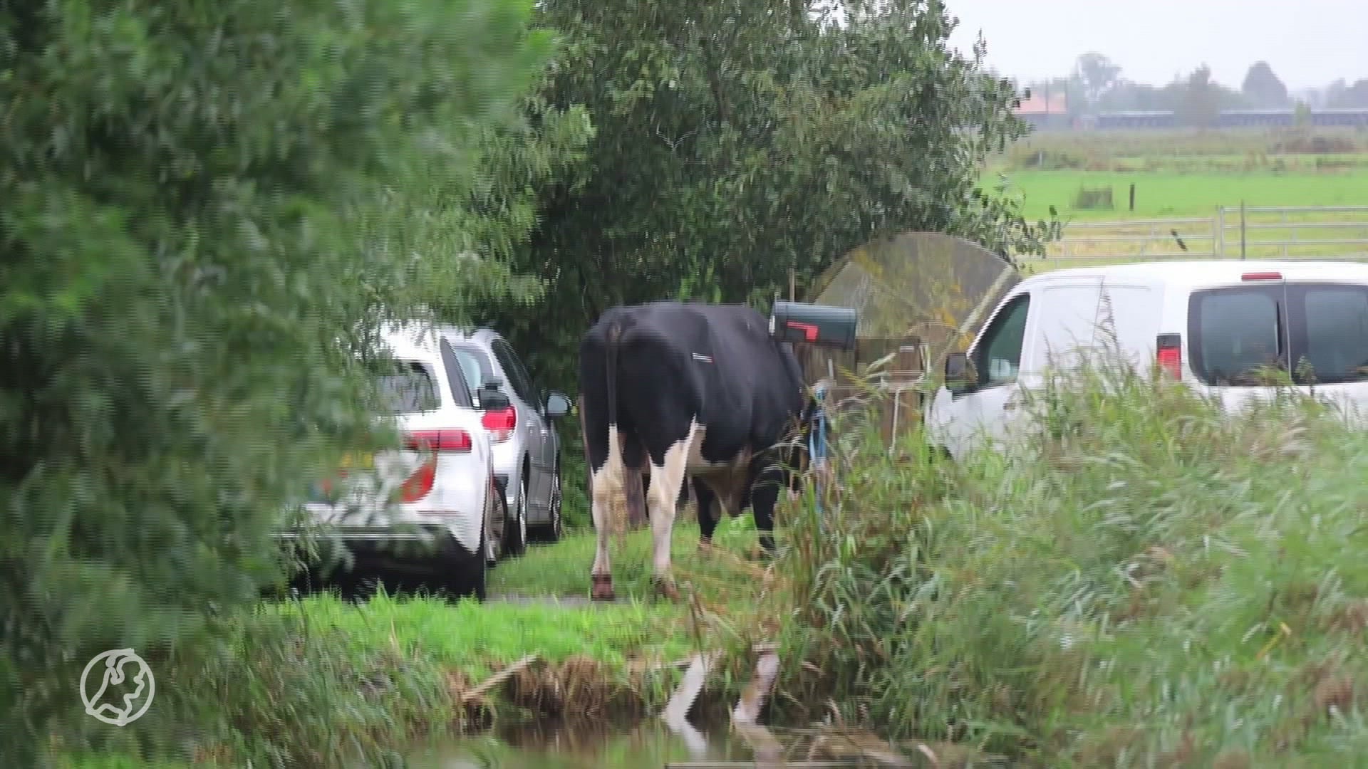 Losgeslagen stier was op weg naar slacht toen hij vrouw ernstig verwondde