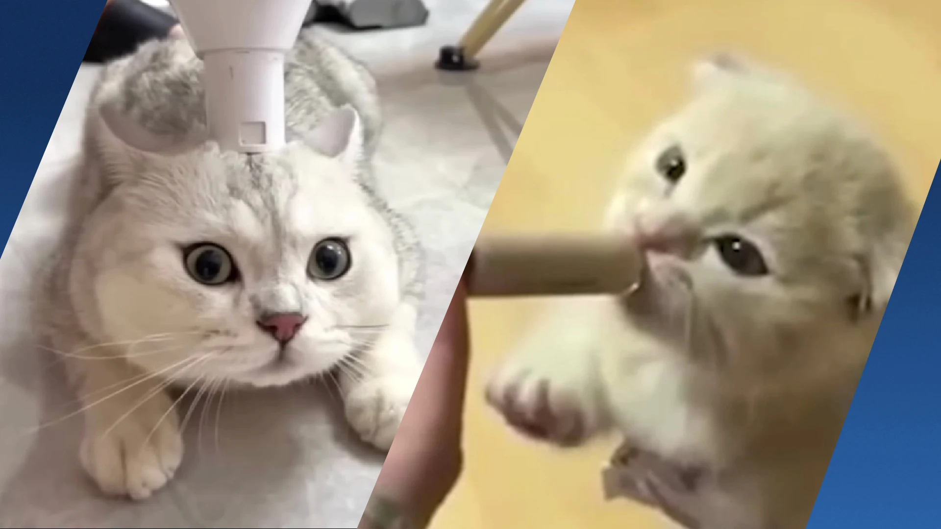 Waarom kattenvideo’s (zelfs 75 minuten achter elkaar) ons blijven betoveren