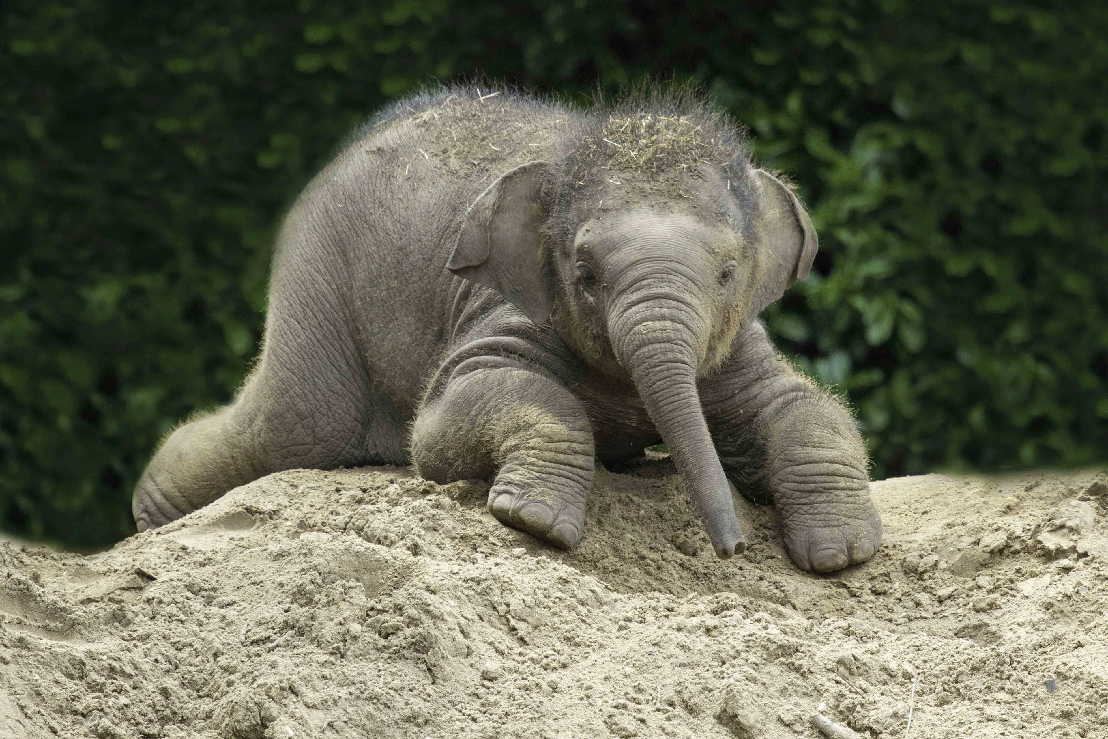 Olifant Indra maakt zich klaar voor bevalling in Dierenpark Amersfoort