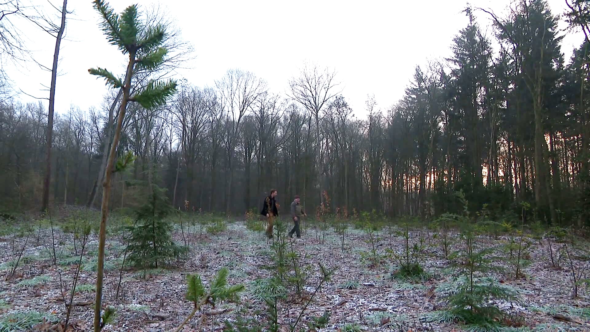 Voor derde keer tientallen bomen gestolen van landgoed: 'Al het werk voor niets'