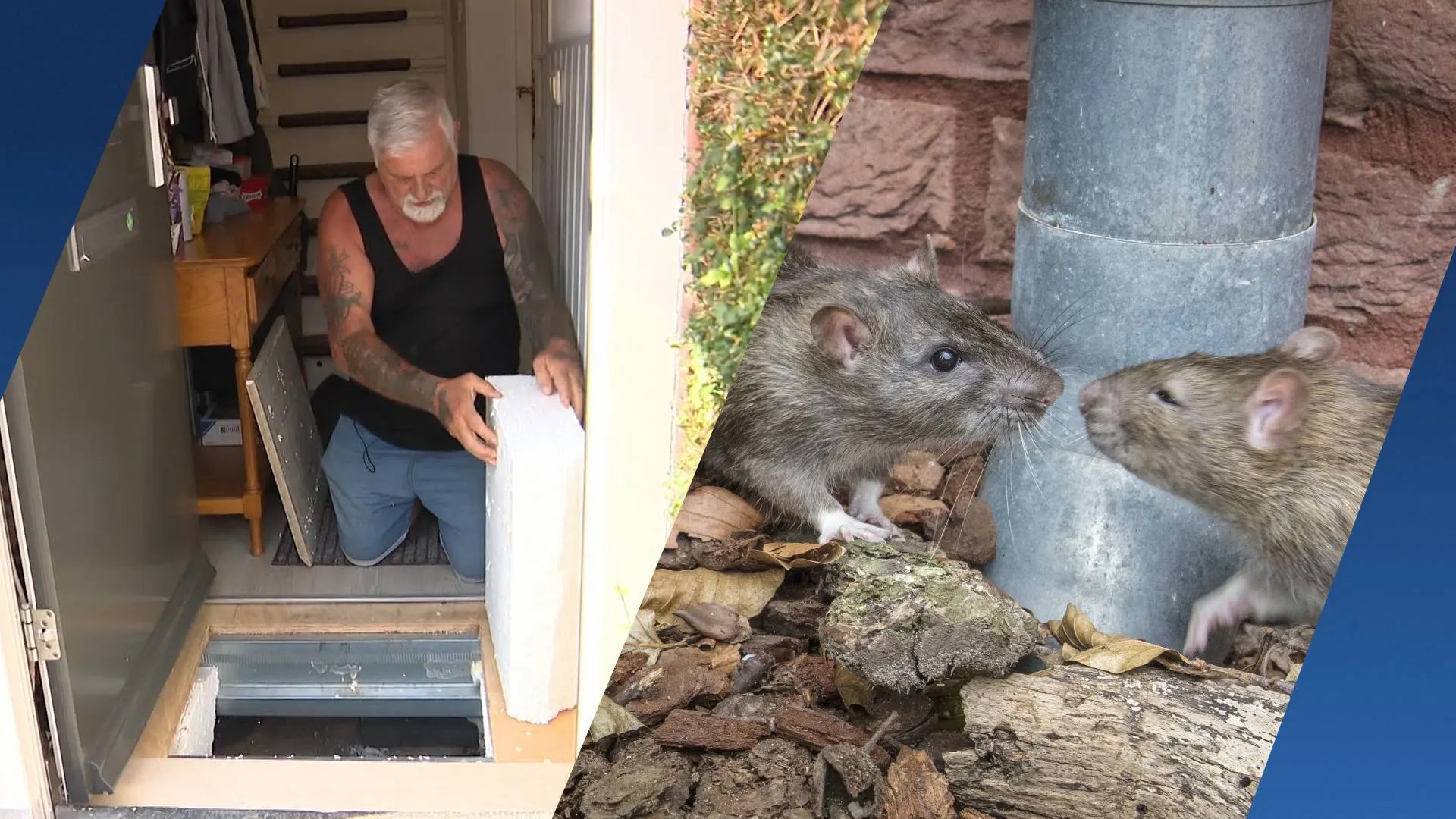 Gek van de ratten in Arnhem: 'Het is een horrorhuis, ik zet geen stap meer binnen'