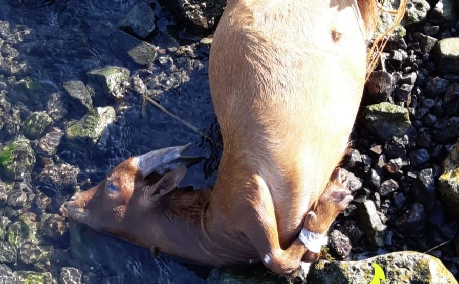 Twee vastgebonden dode bokjes aangetroffen langs kanaal bij Rotterdam