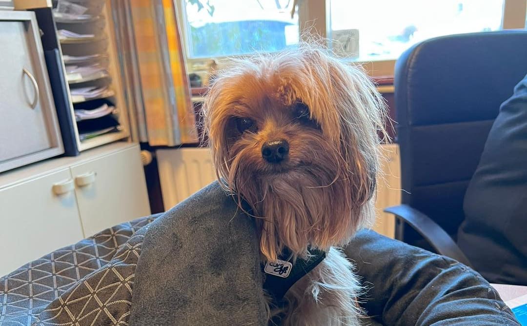 Hondje ongedeerd aangetroffen in cabine van vrachtwagen na ongeluk