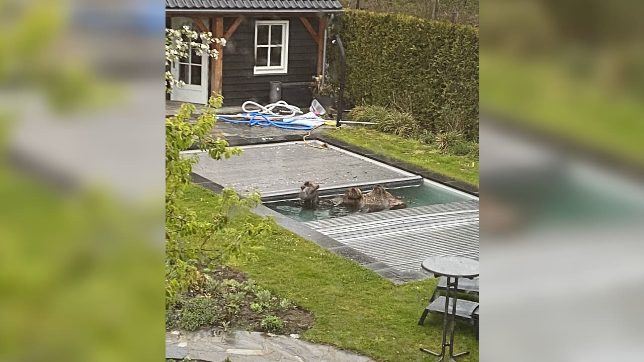 Bas kijkt uit slaapkamerraam en ziet pardoes kameel in zwembad