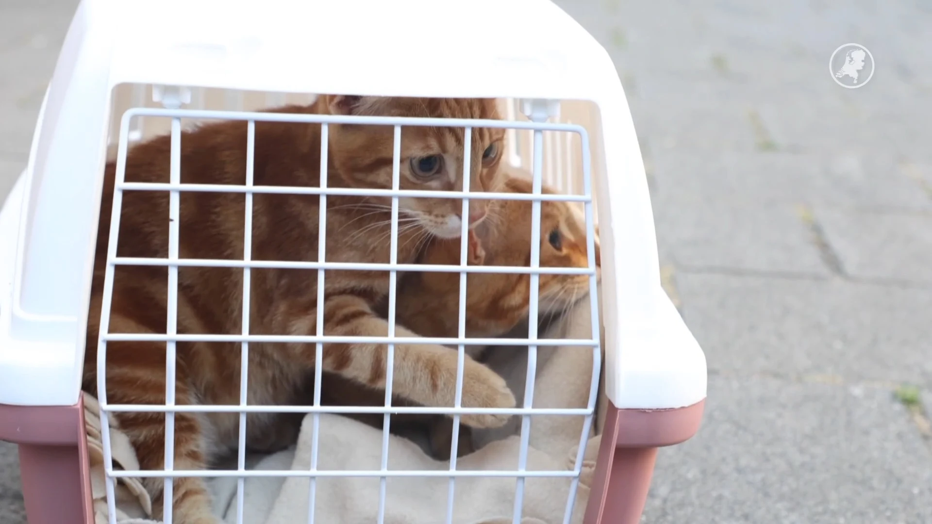 Brandweer redt kat uit dakgoot, dierenambulance vindt verwaarloosde katten in woning