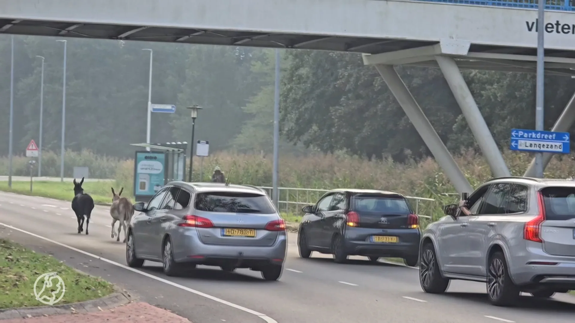 Ontsnapte ezels in Lelystad zetten de boel op stelten